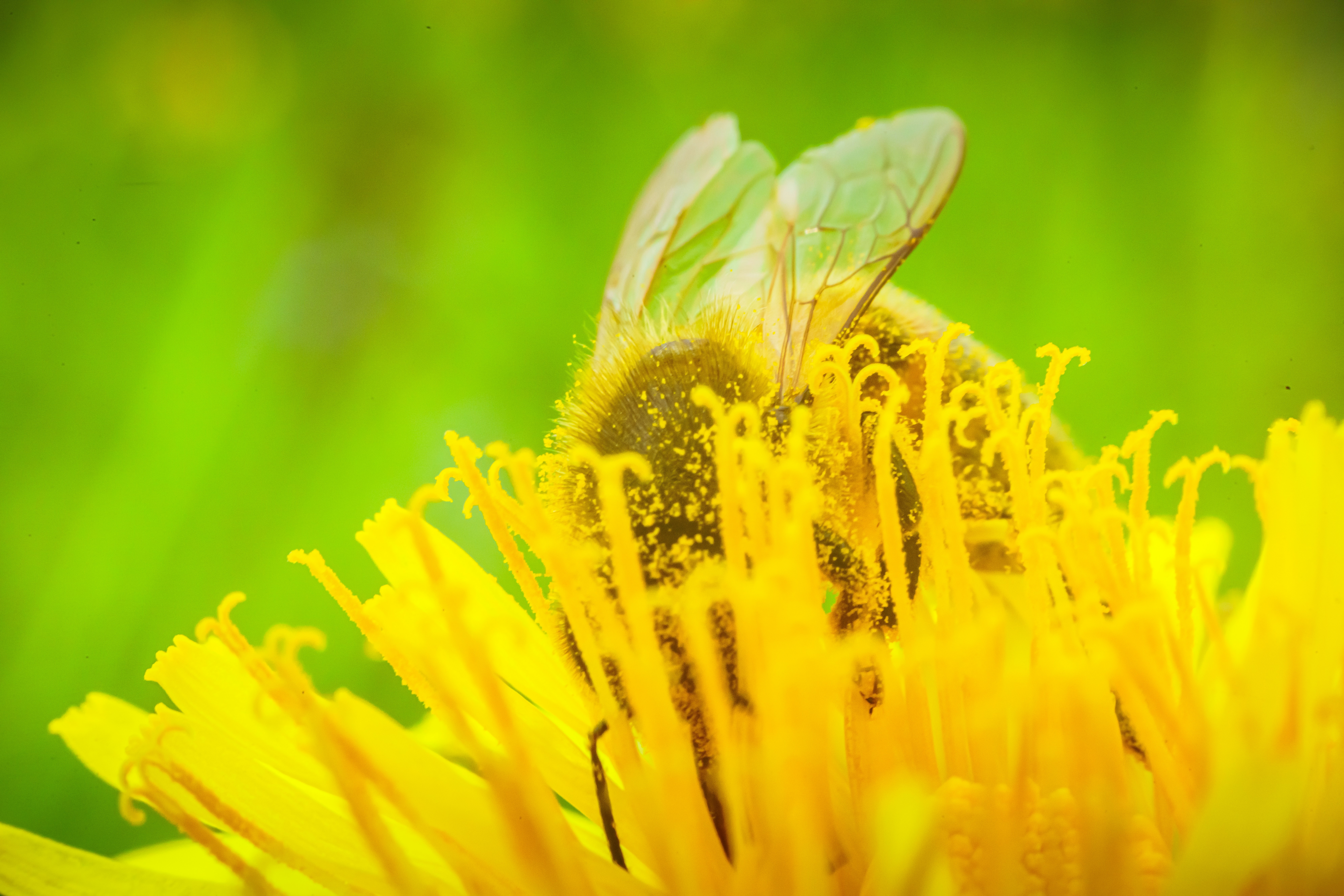 Uma abelha coletando pólen de uma flor amarela