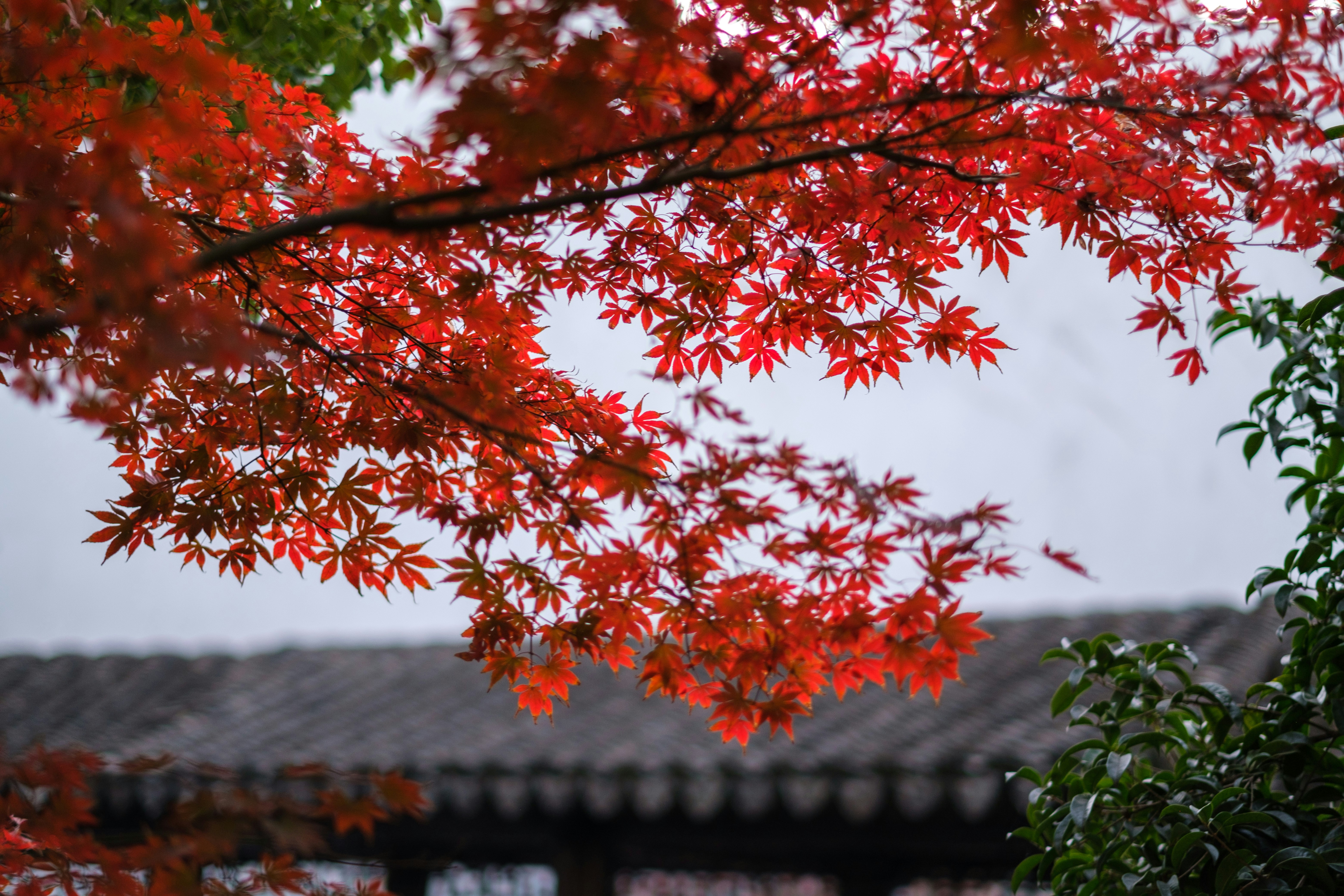 Photo by wenhao_ruan