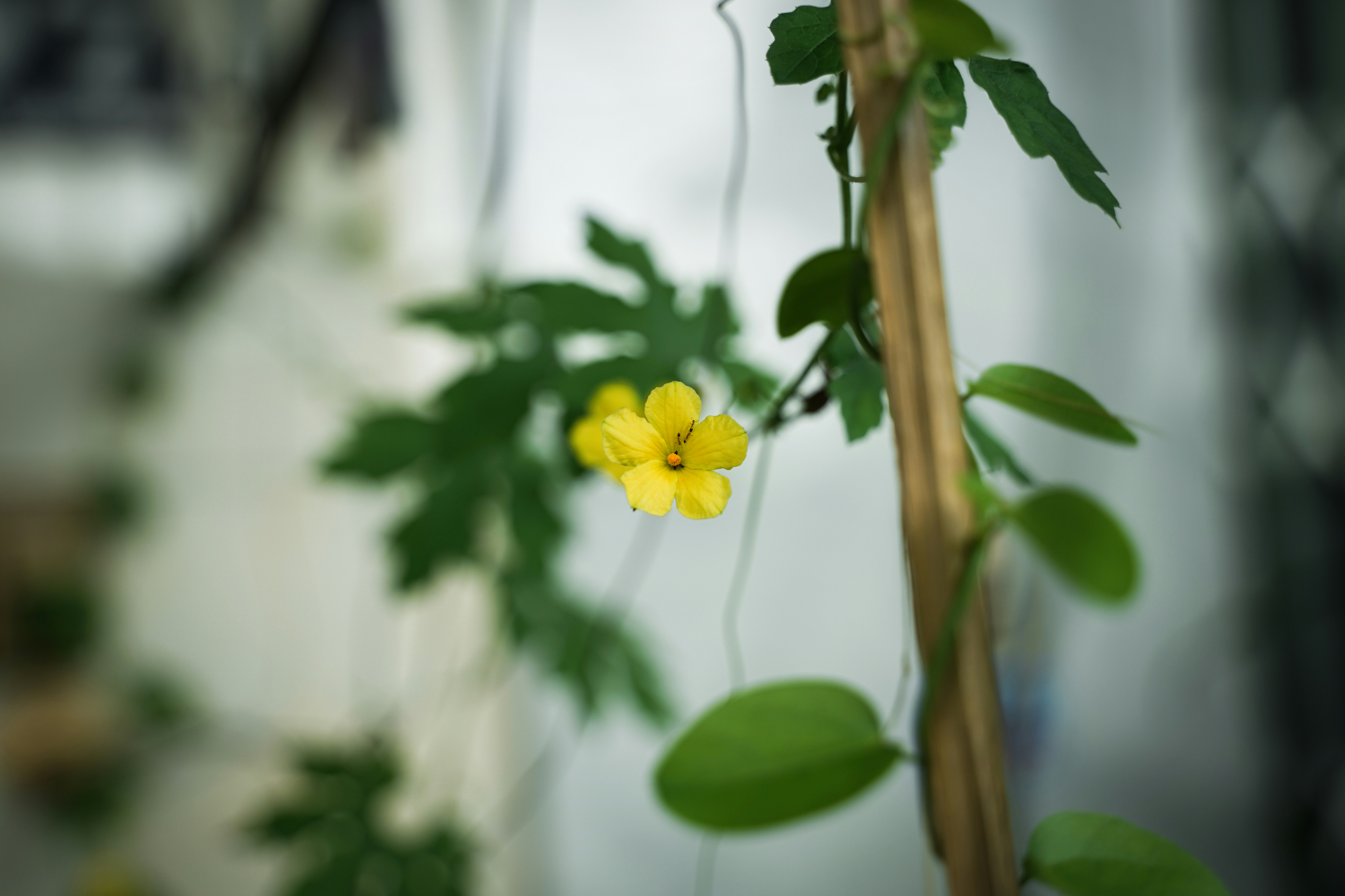 A delicate yellow flower blooms on a vine.