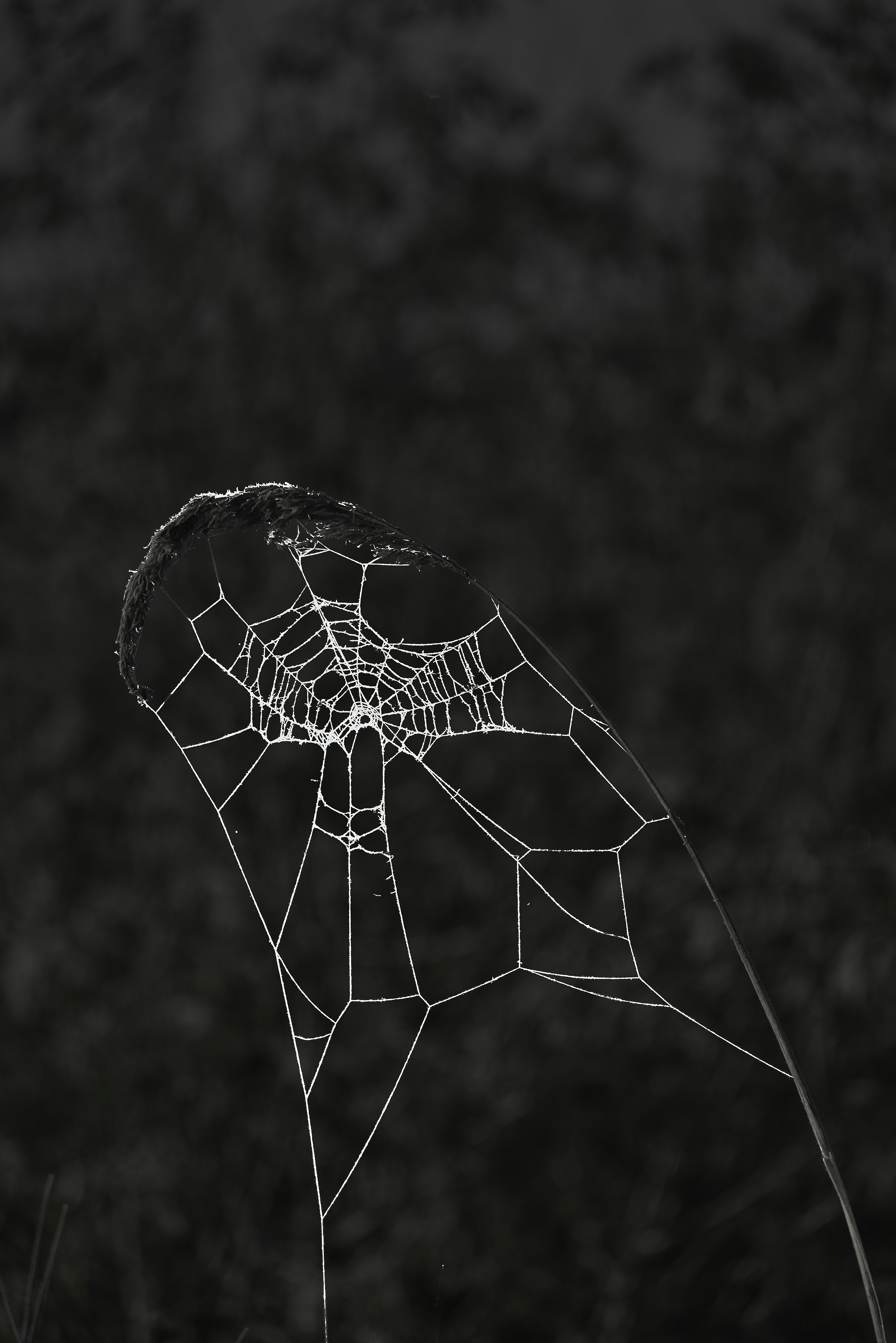 A delicate spiderweb on a dark background