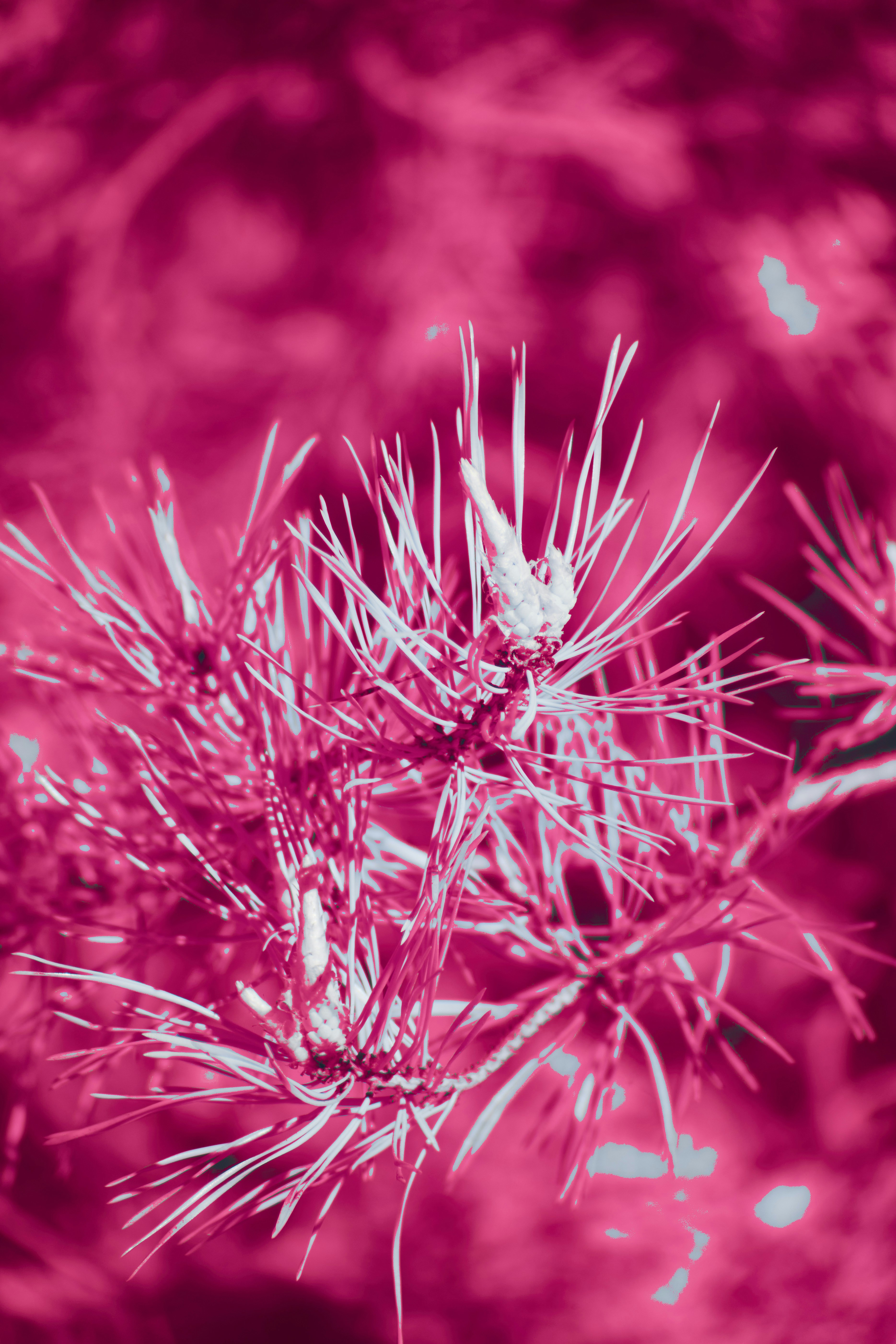 Close-up of pink pine needles with blurred background
