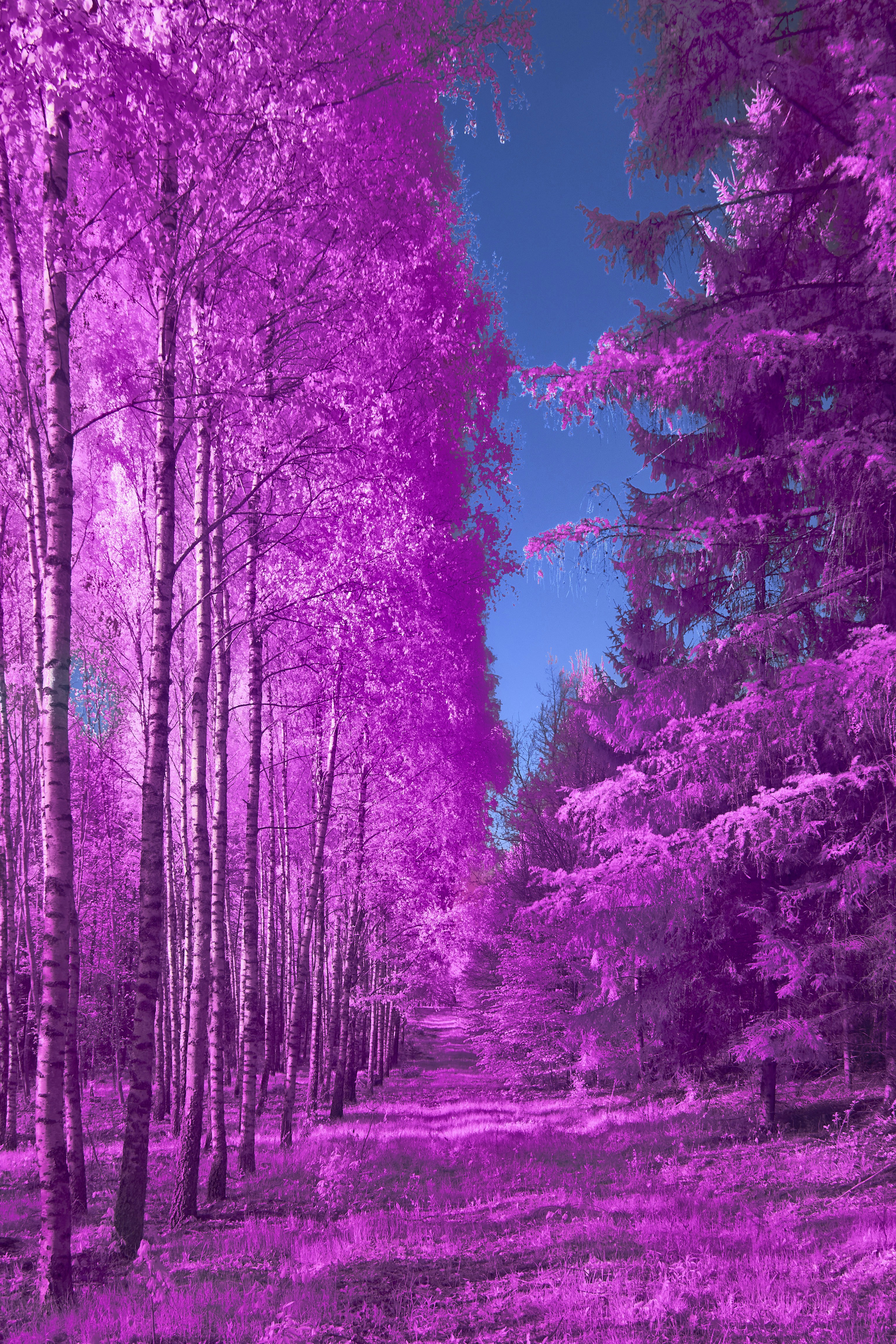 Photo by wolfgang_hasselmann