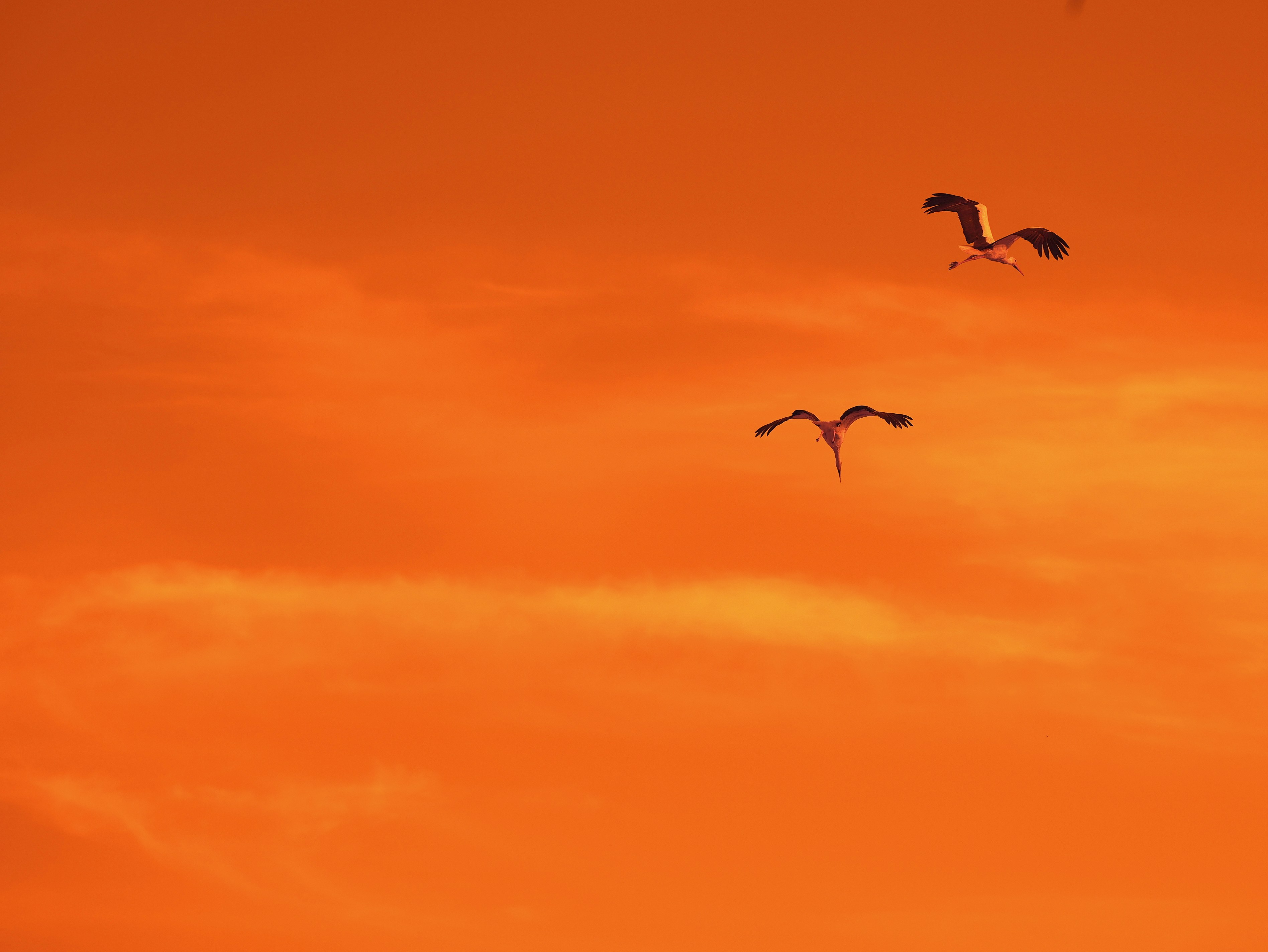 Photo by wolfgang_hasselmann