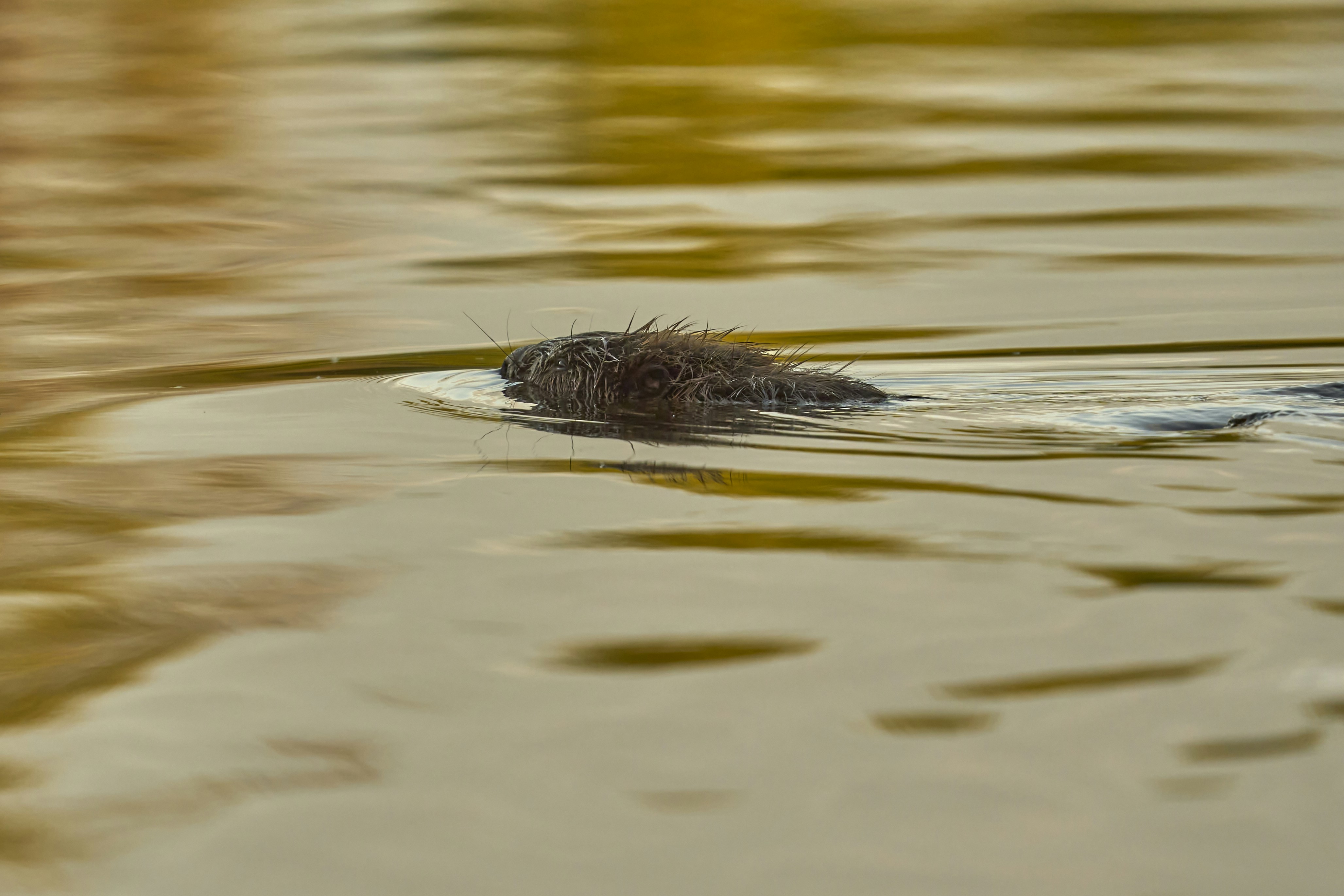 Photo by wolfgang_hasselmann