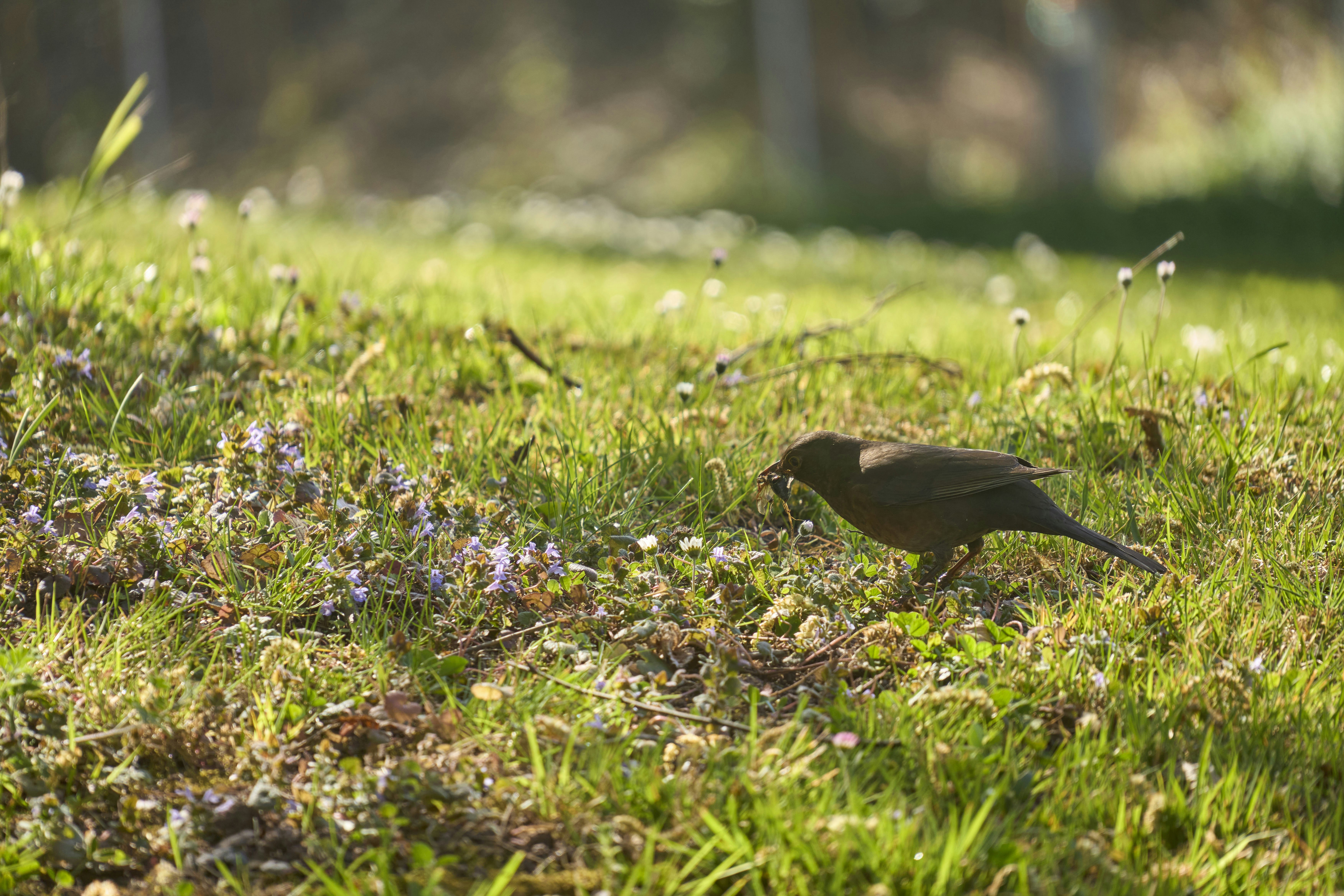 Photo by wolfgang_hasselmann