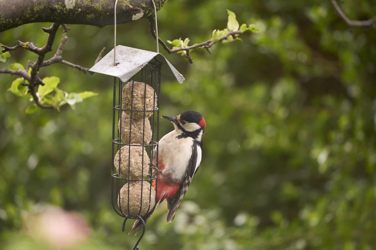 Woodpecker feeding on suet balls at a feeder