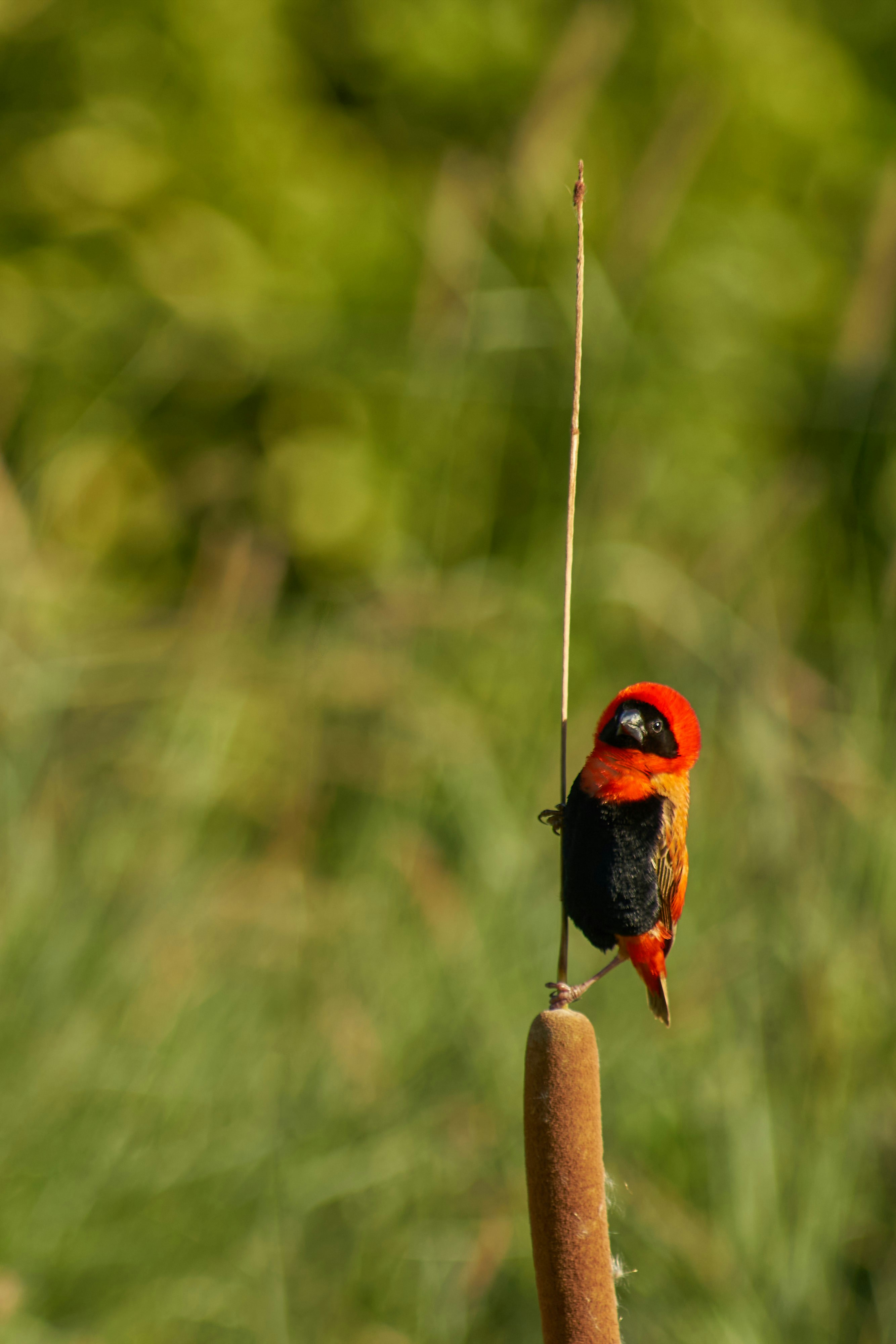 Photo by wolfgang_hasselmann