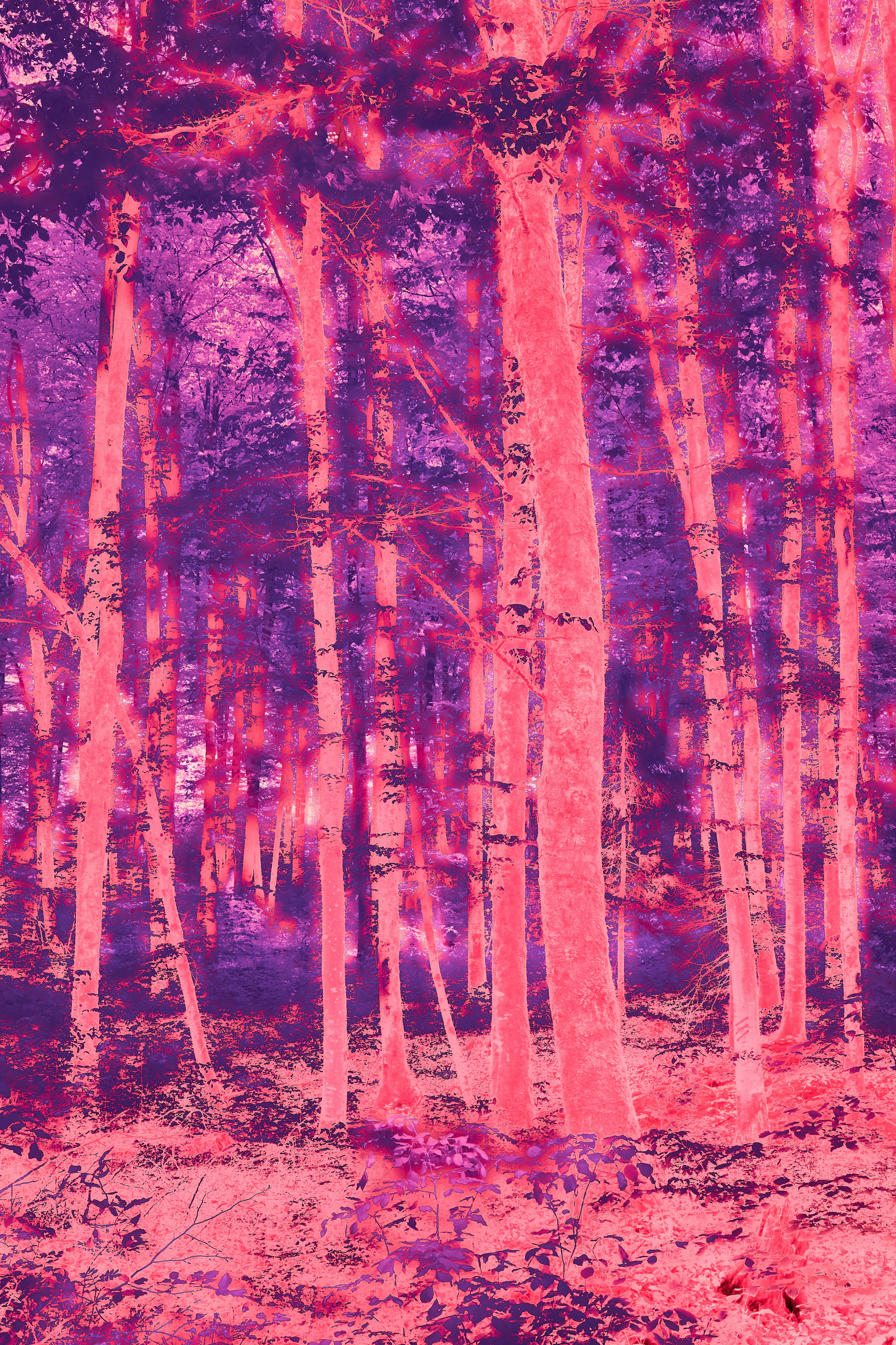 Photo by wolfgang_hasselmann