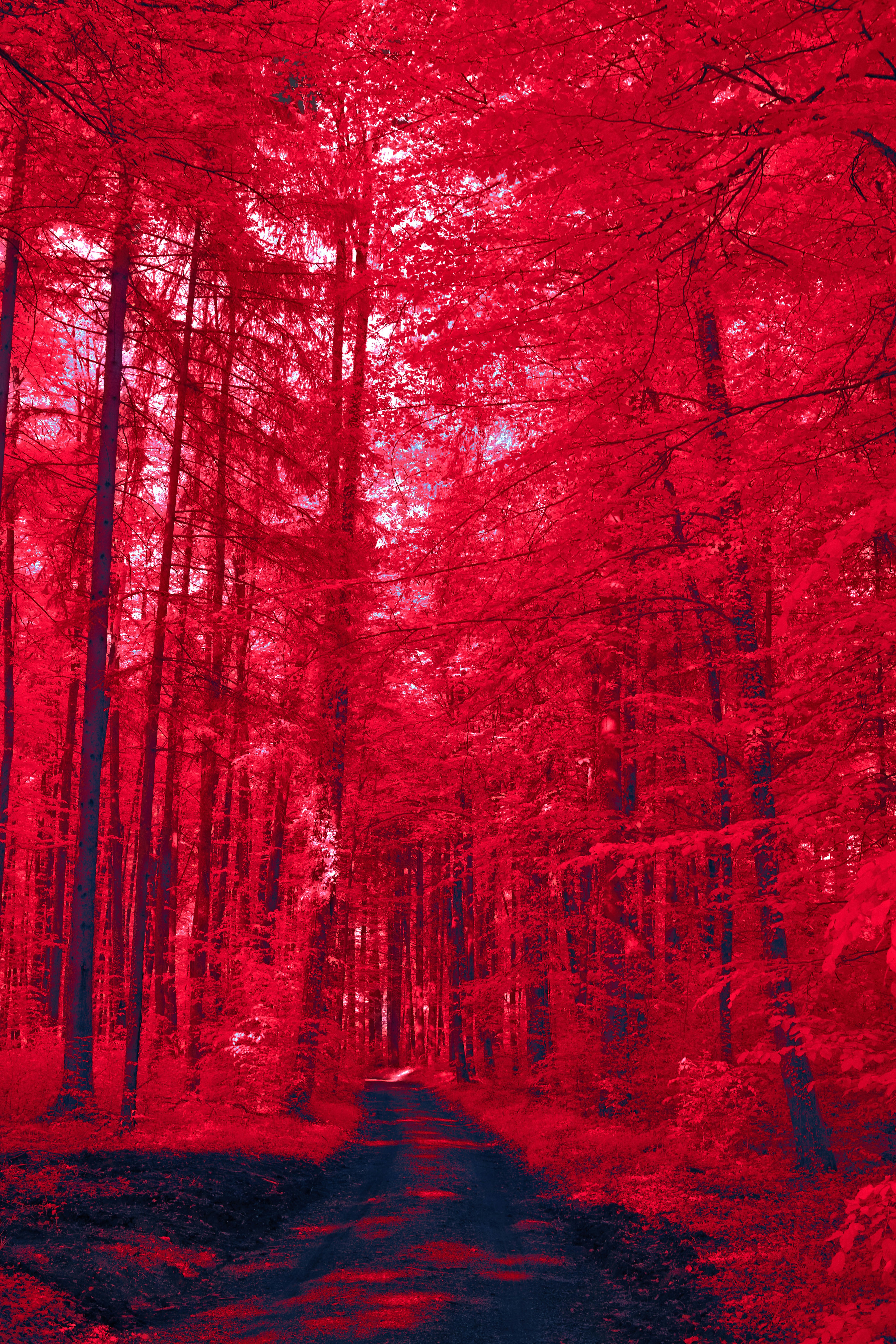 Photo by wolfgang_hasselmann