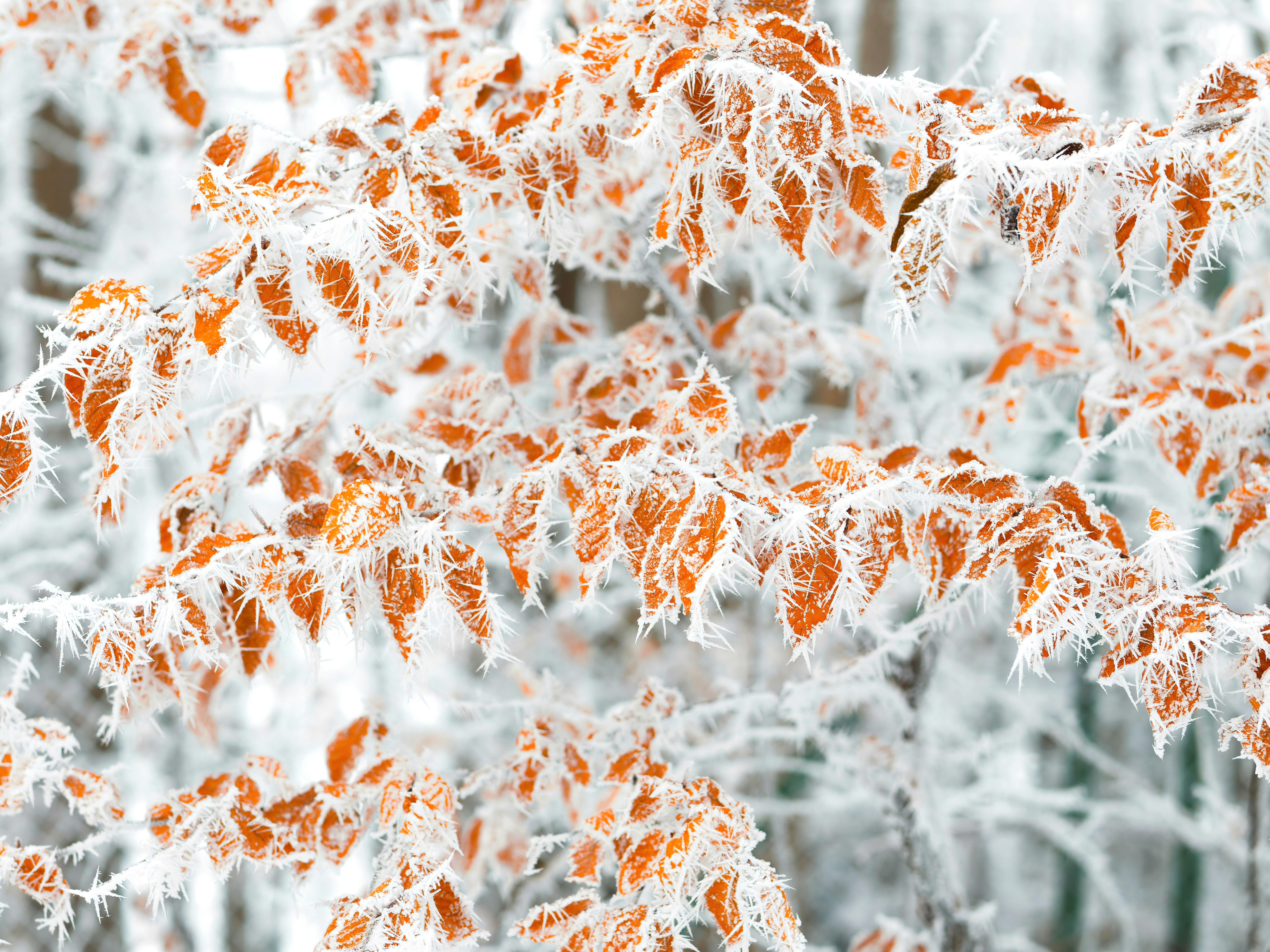 Brown leaves covered in frost on a branch.