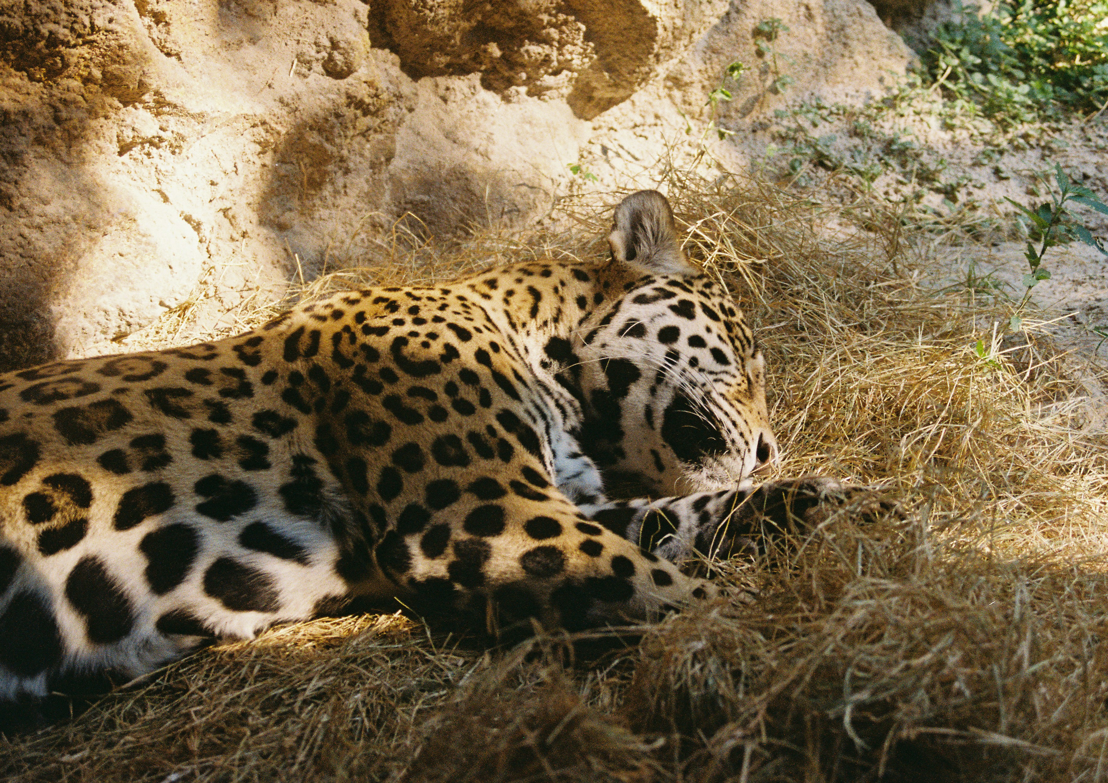 A jaguar rests on dry grass in sunlight.