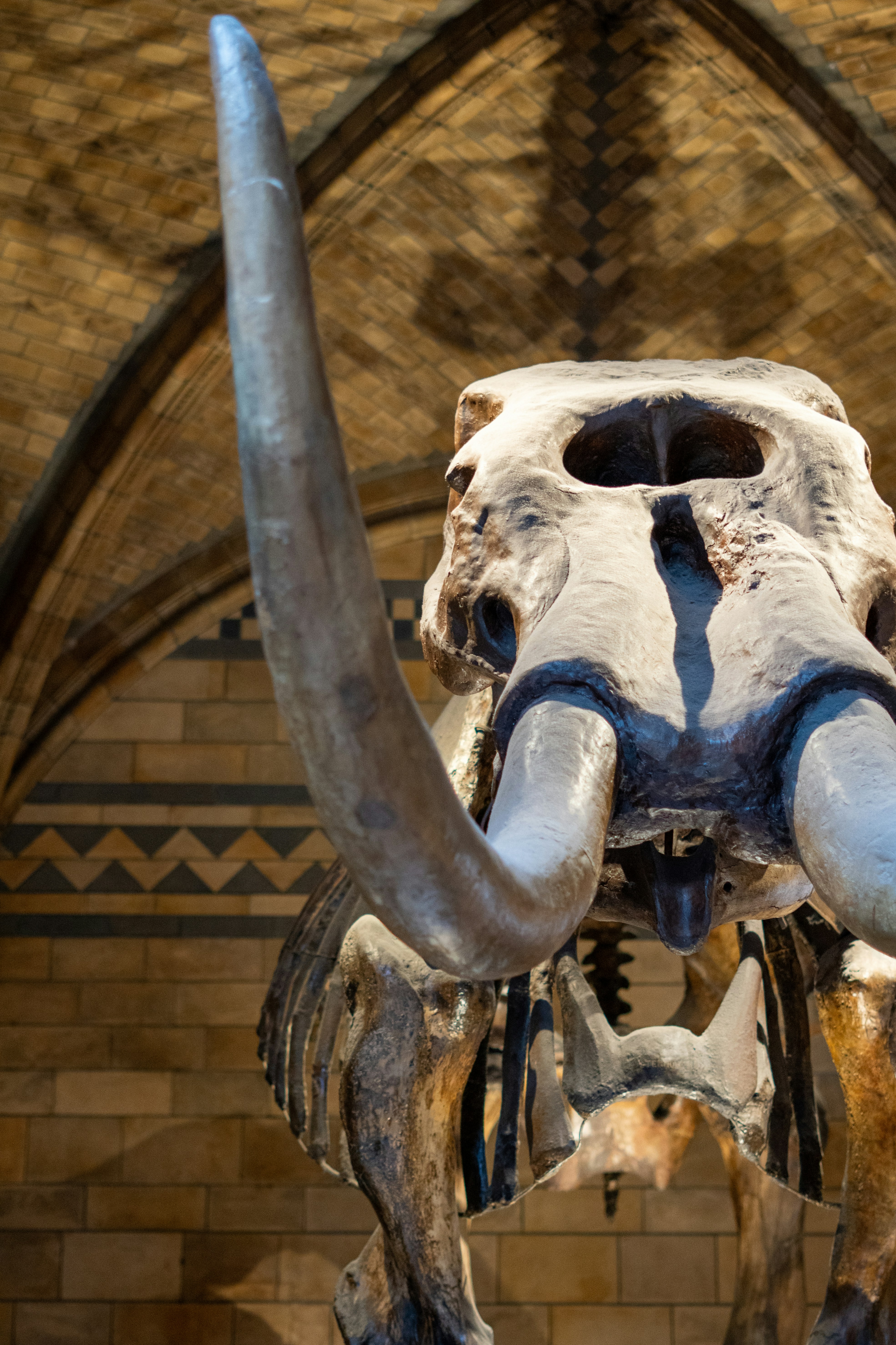 Mammoth skull and tusks in museum display
