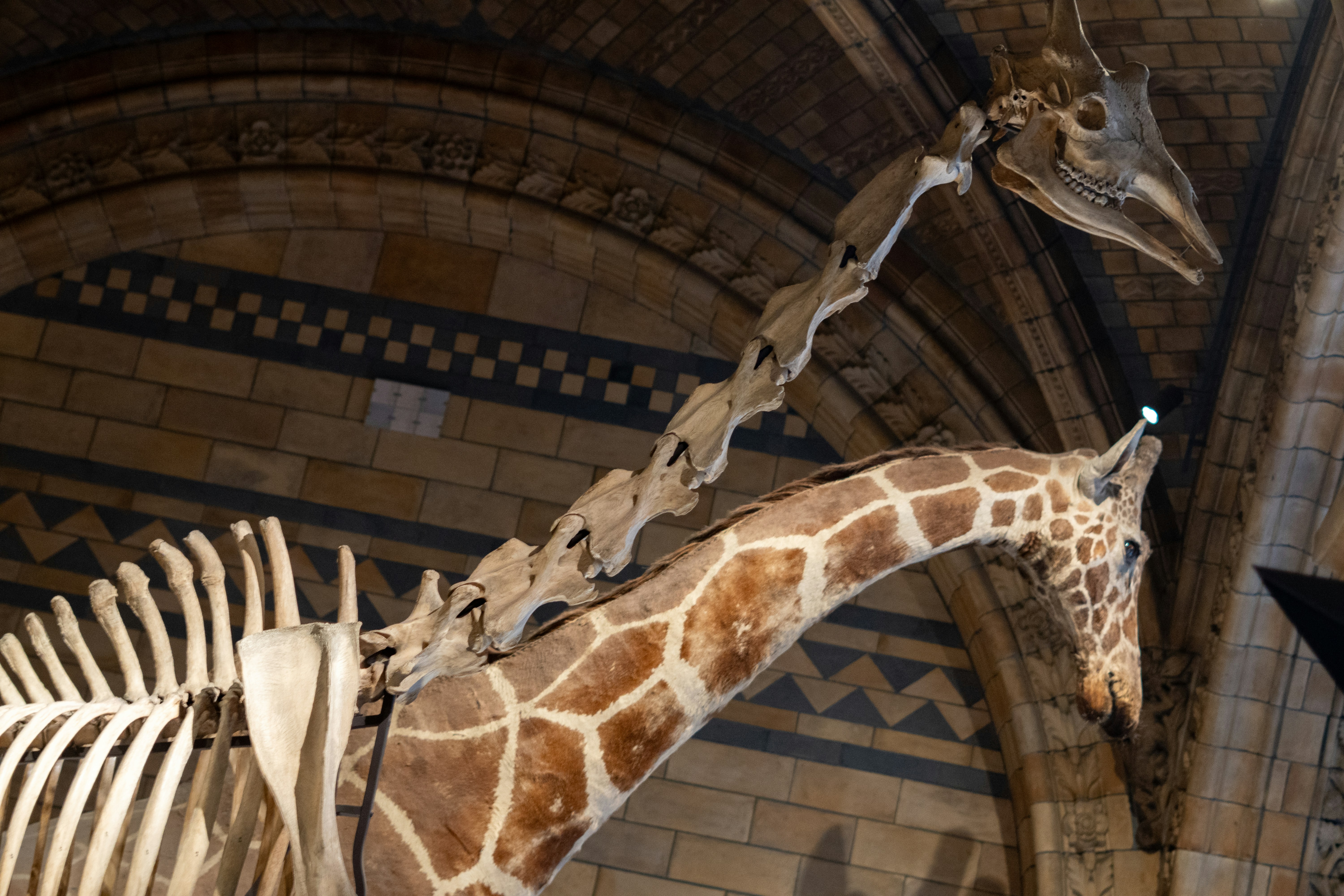 Two giraffe skeletons displayed in a museum.