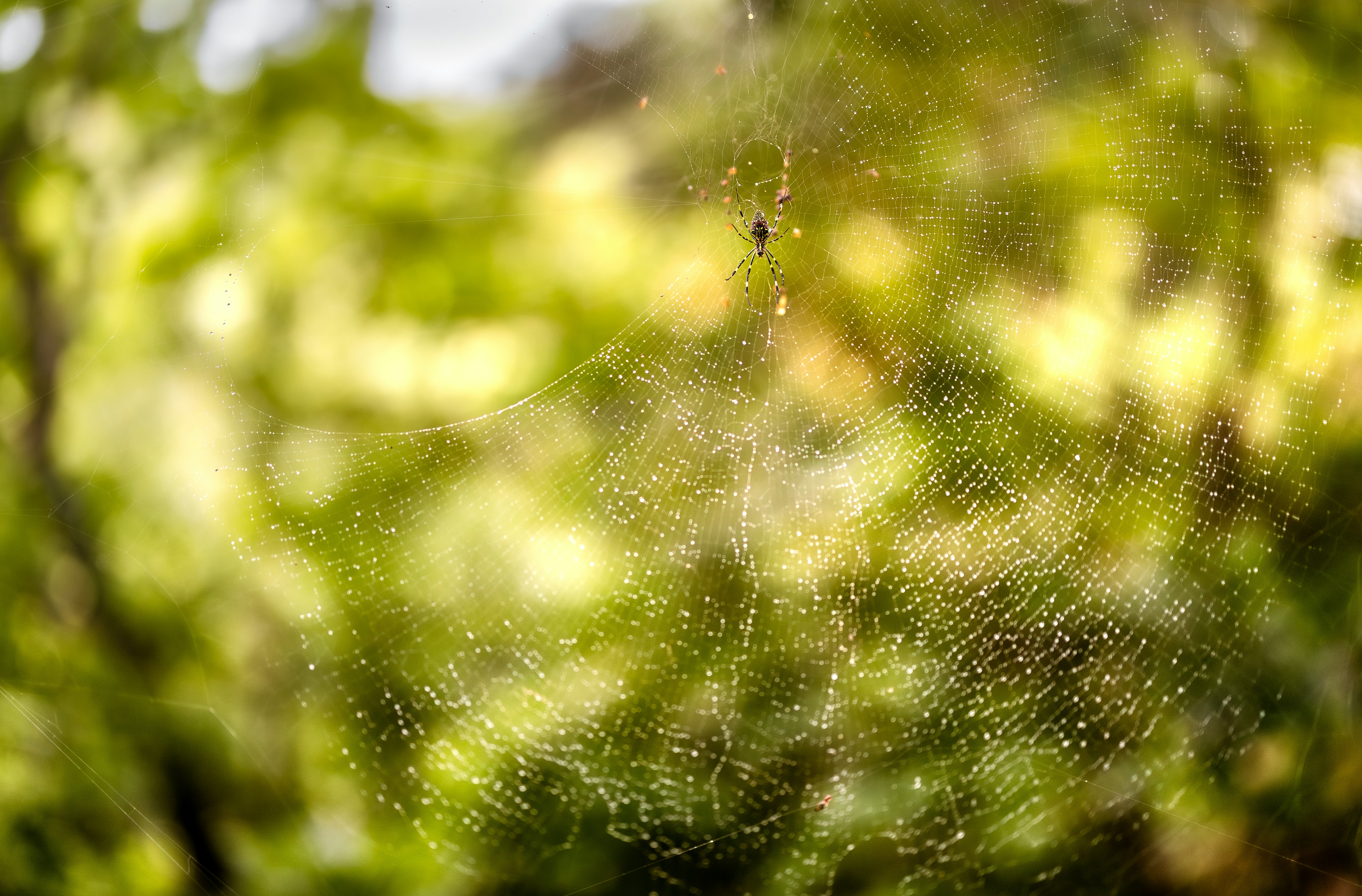 Photo by marekpiwnicki