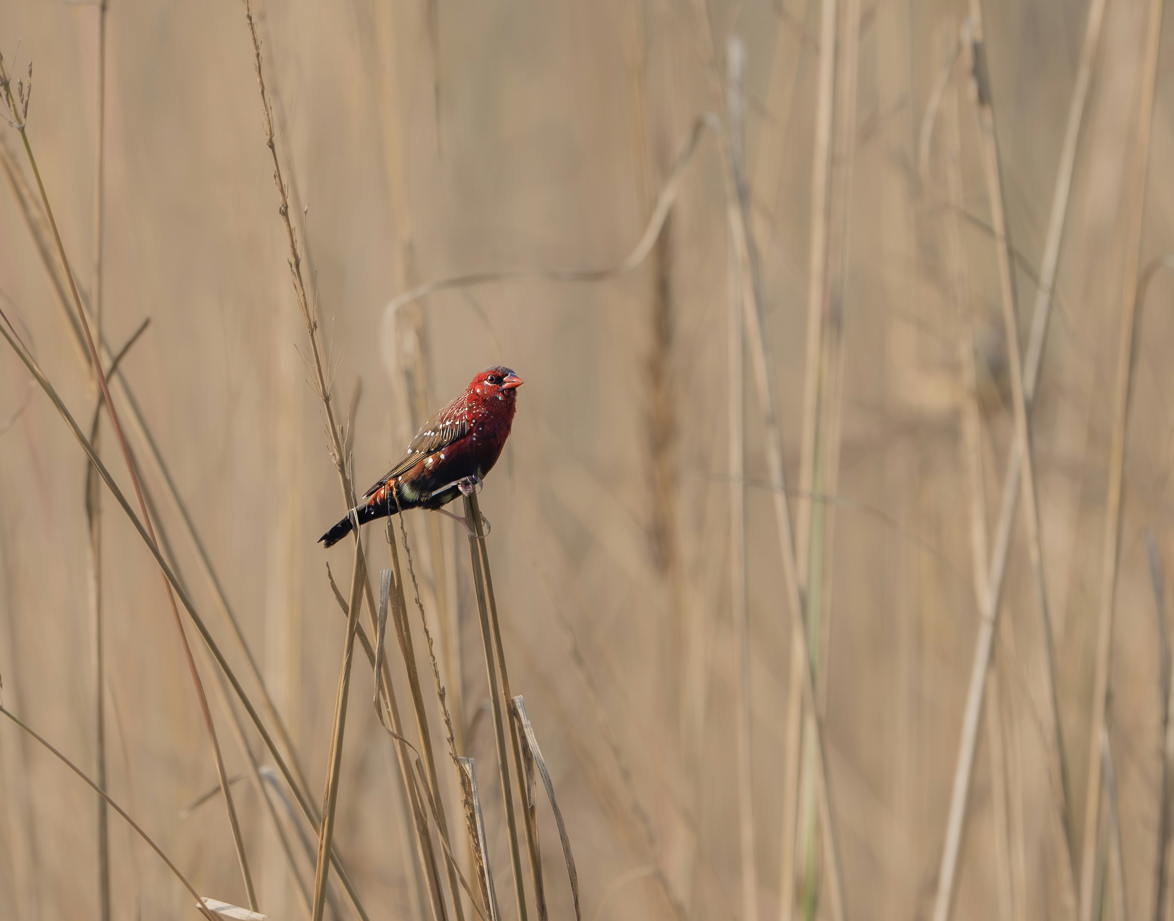 Photo by anubhavsonker