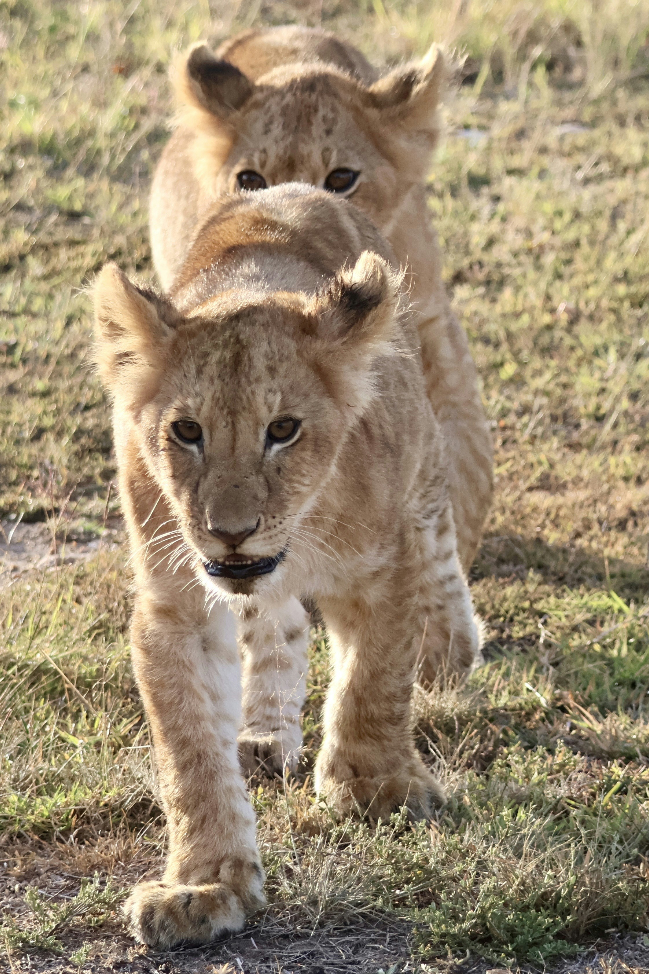 Cute Little Lion Cubs Safari Steppe Africa Playing Resting Big — Stock  Photo © 554g8r #657909874, image size:3000x4499