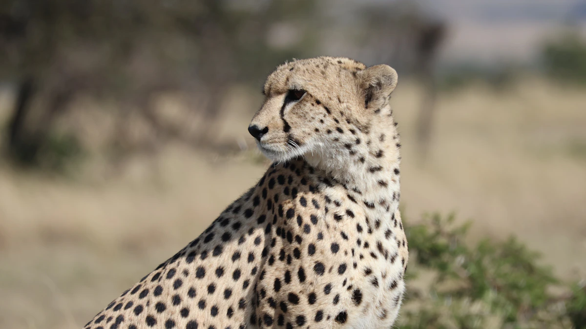 Serengeti National Park — landscape