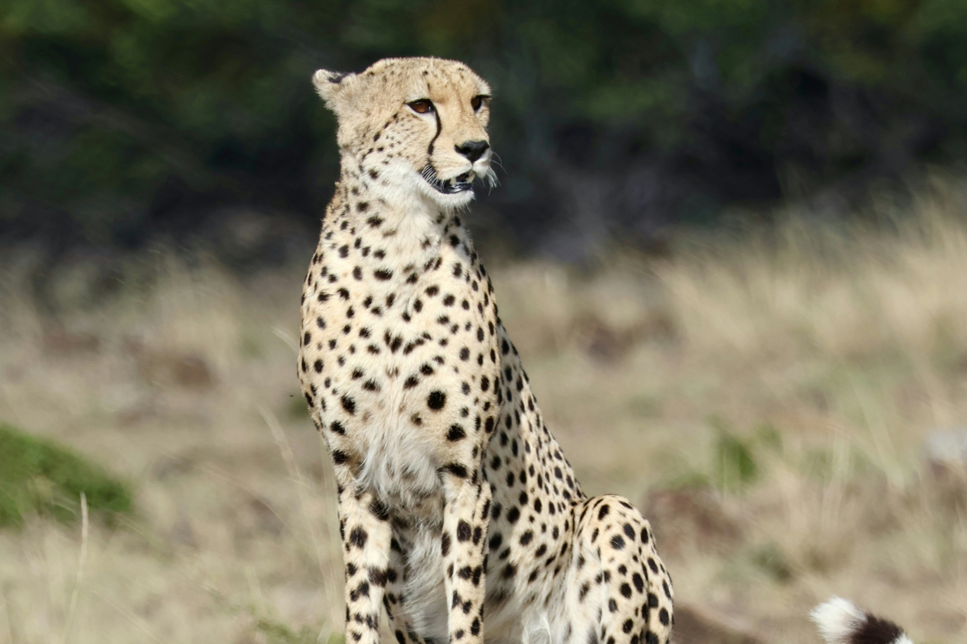 A cheetah sits alertly in a dry, grassy field.
