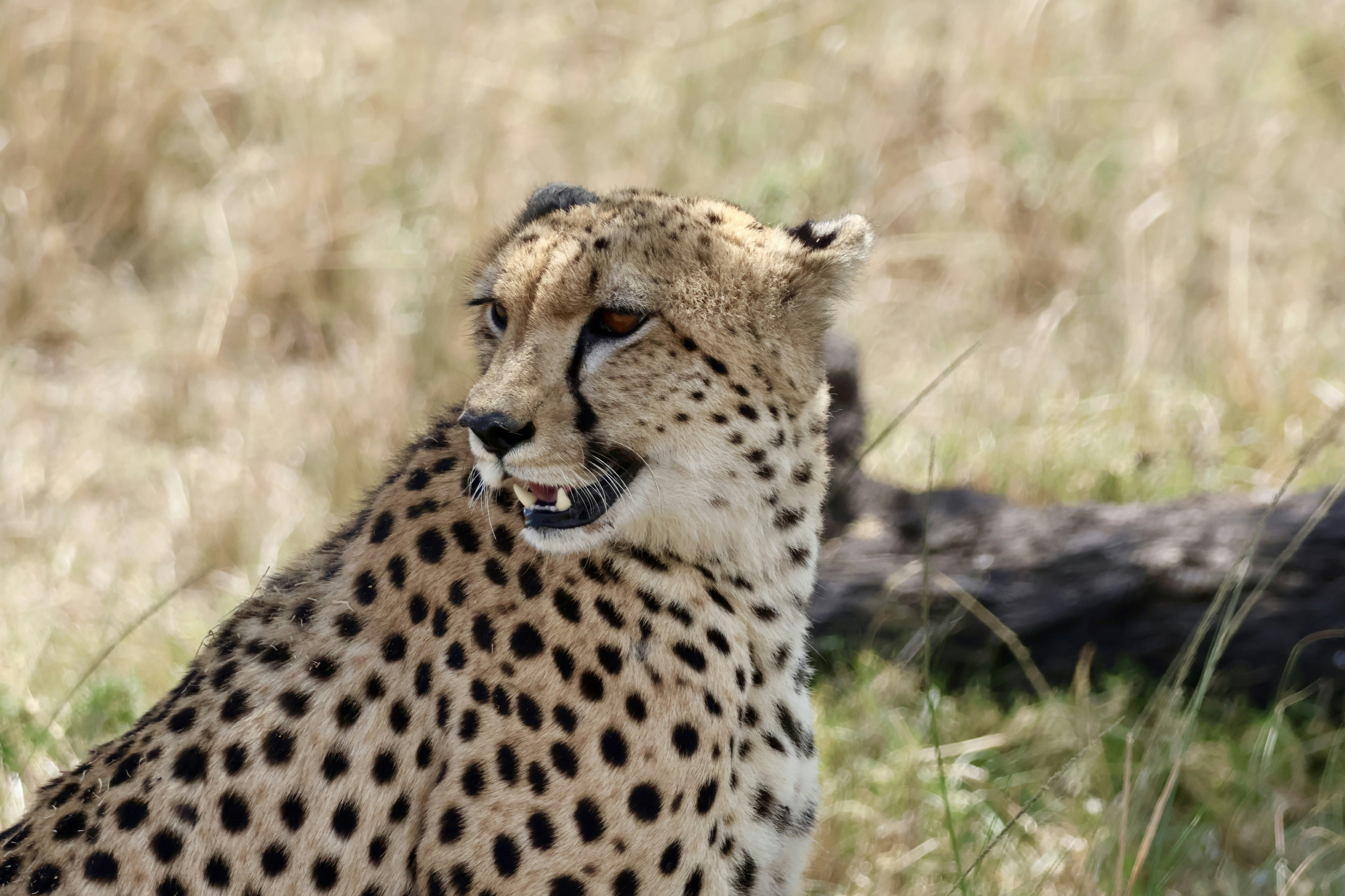 A cheetah with spotted fur in dry grass