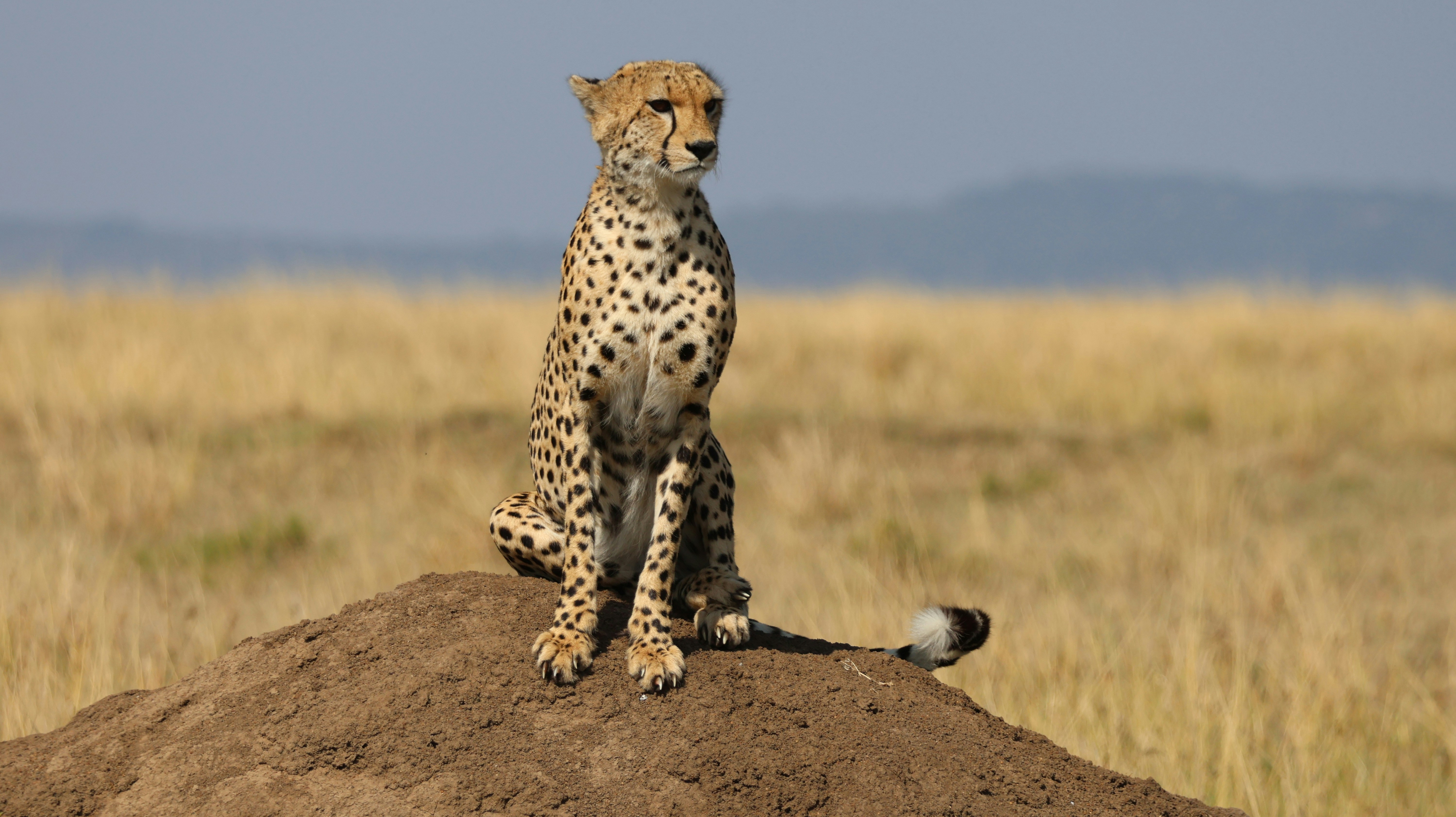 A cheetah sits atop a mound in the savanna.