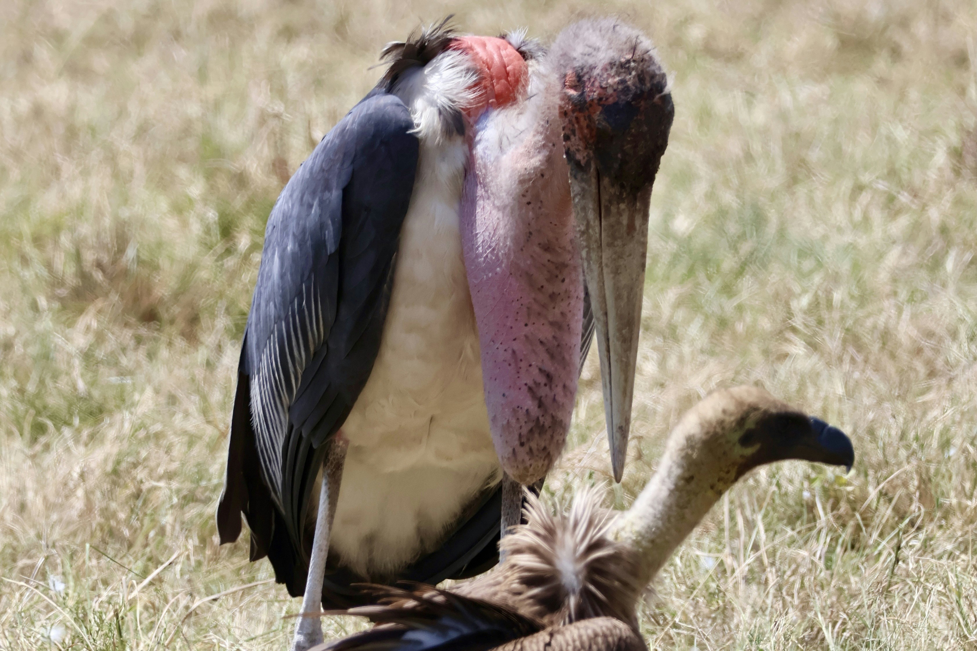 A marabou stork stands over a vulture.