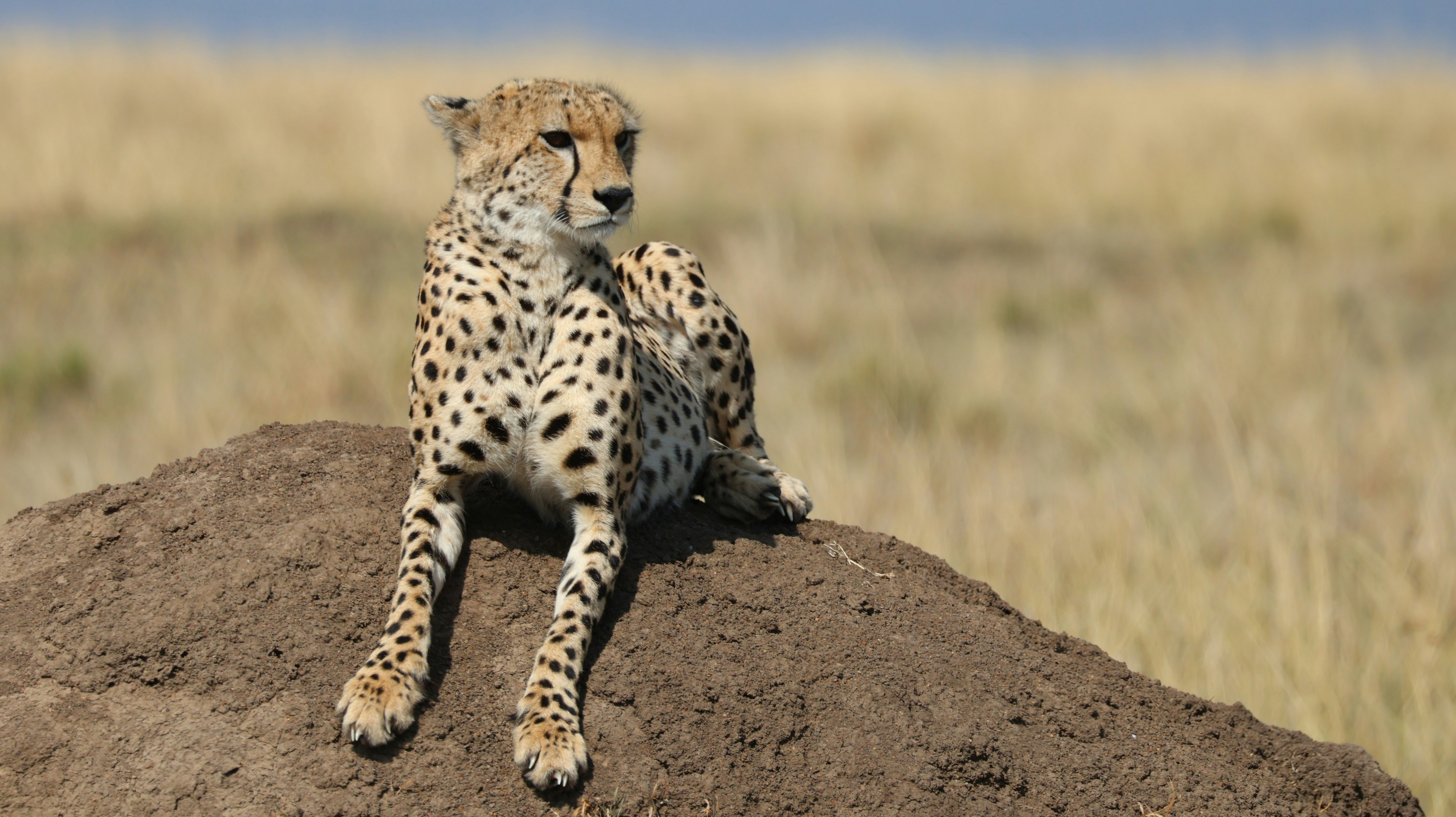 Cheetah resting on a mound in dry grassland