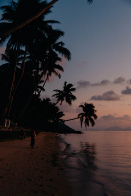 Silhouetted palm trees on a beach at dusk.