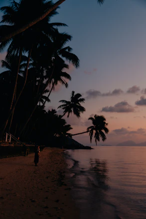 Silhouetted palm trees on a beach at dusk.