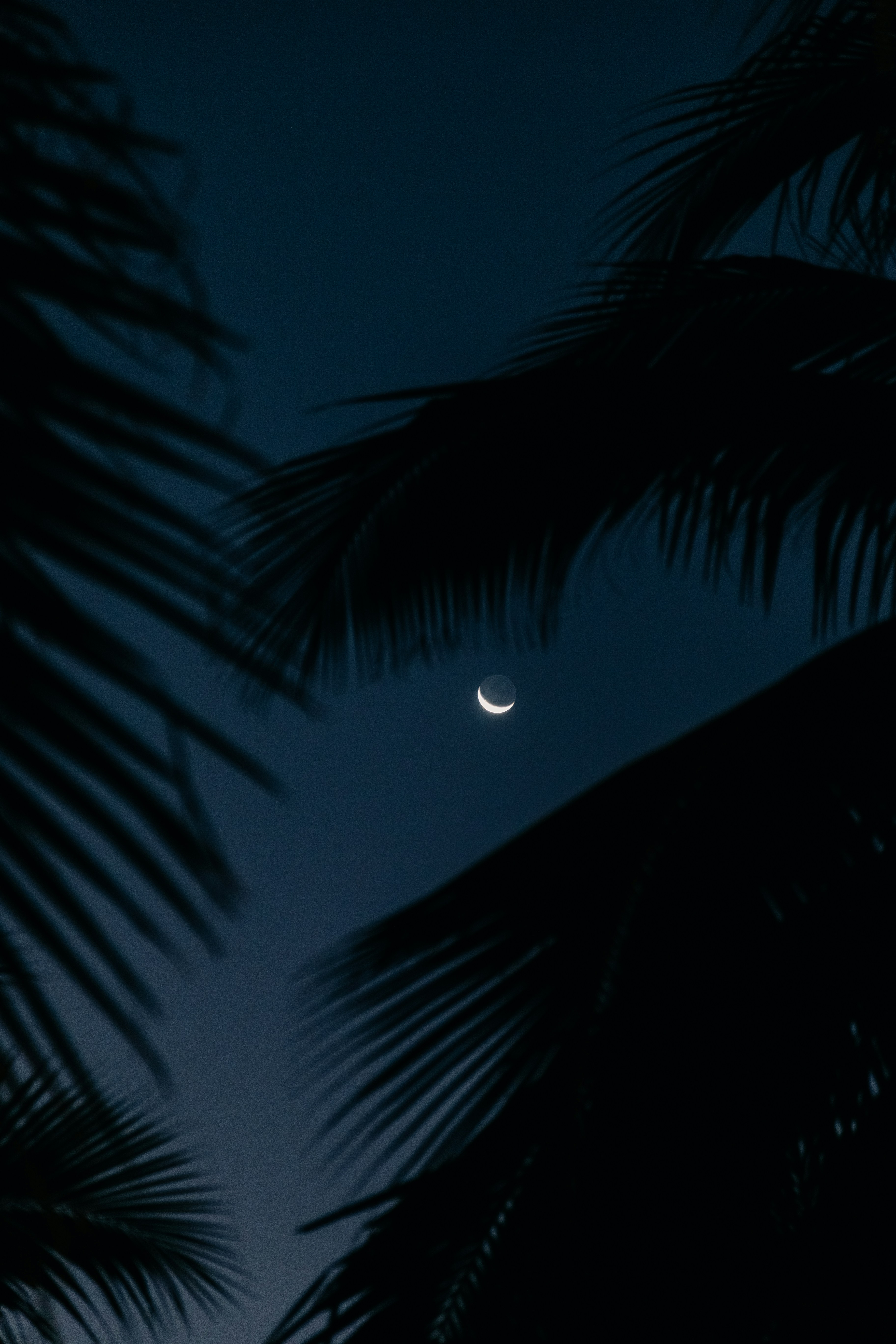 Crescent moon visible through palm fronds at night