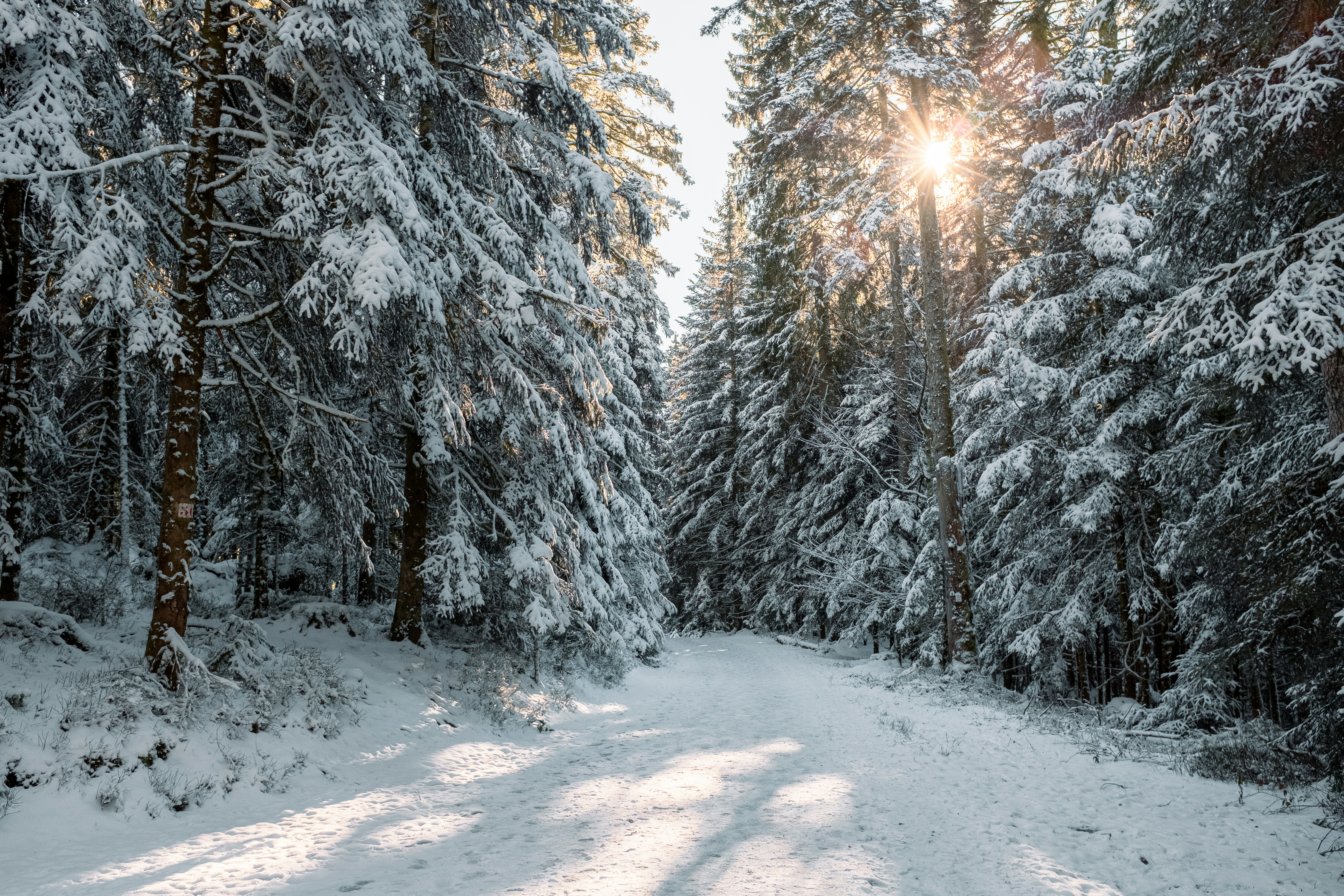 Snowy forest path with sun shining through trees