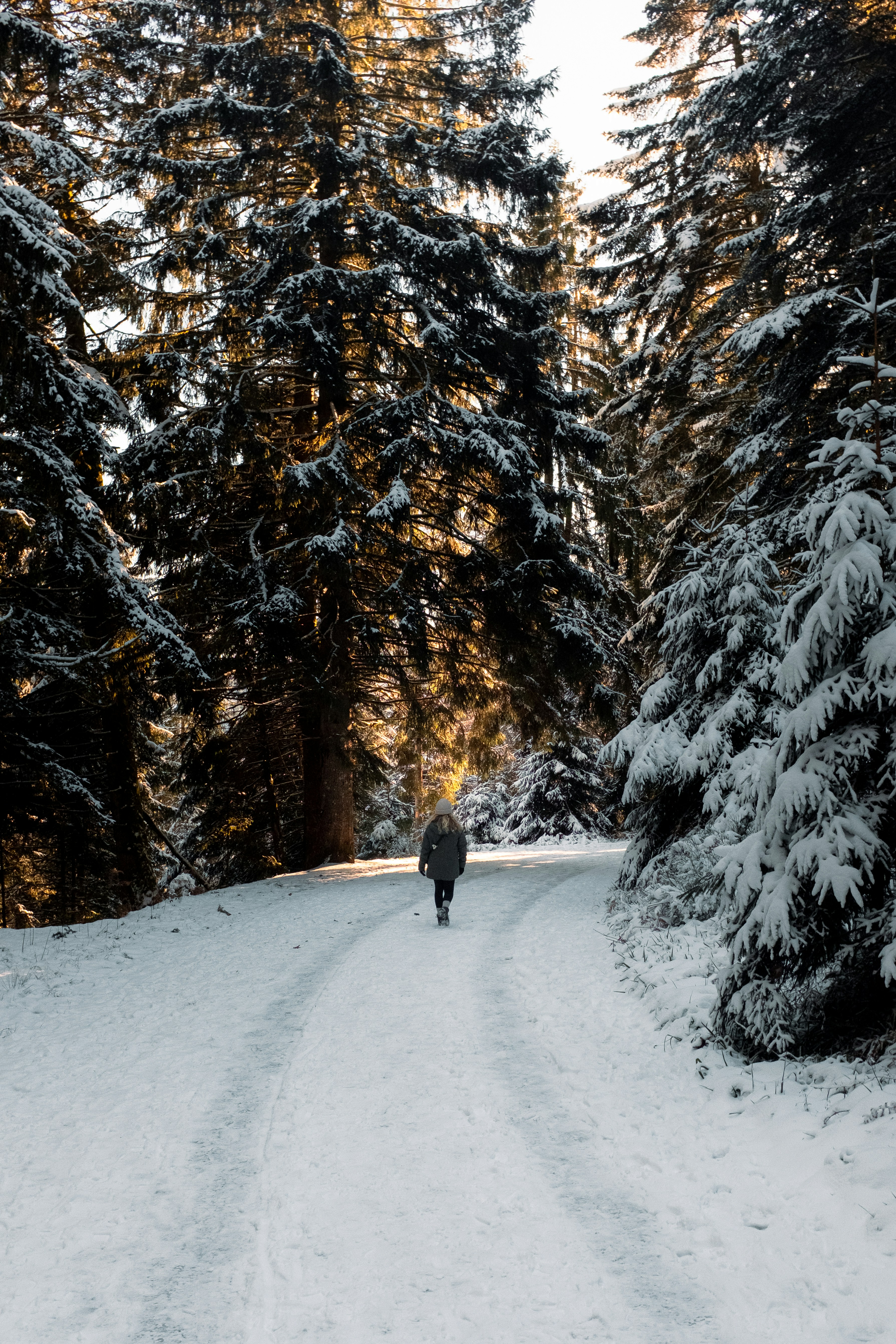 Person walking on snowy path through pine forest