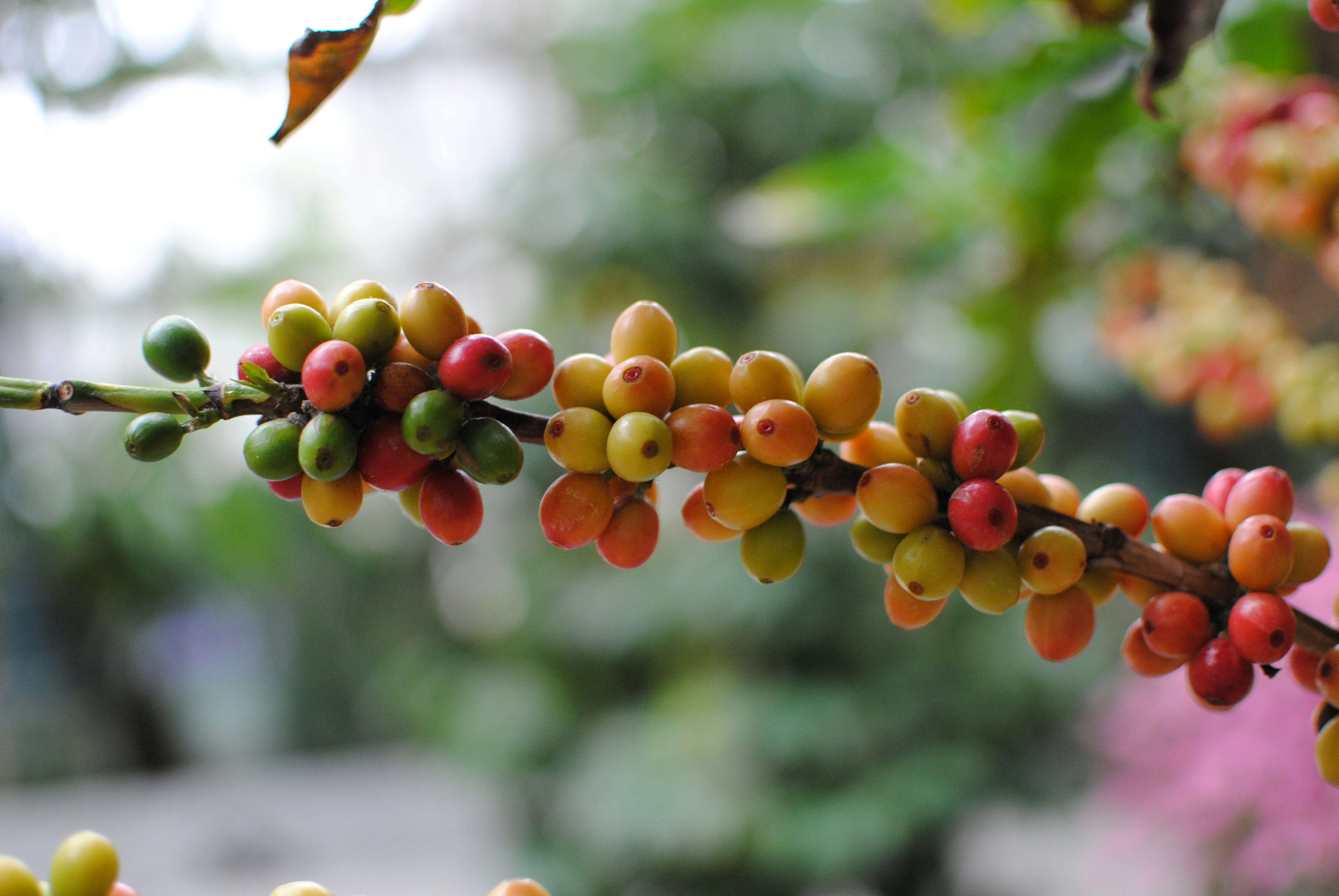 Branch with ripening coffee cherries in various colors.