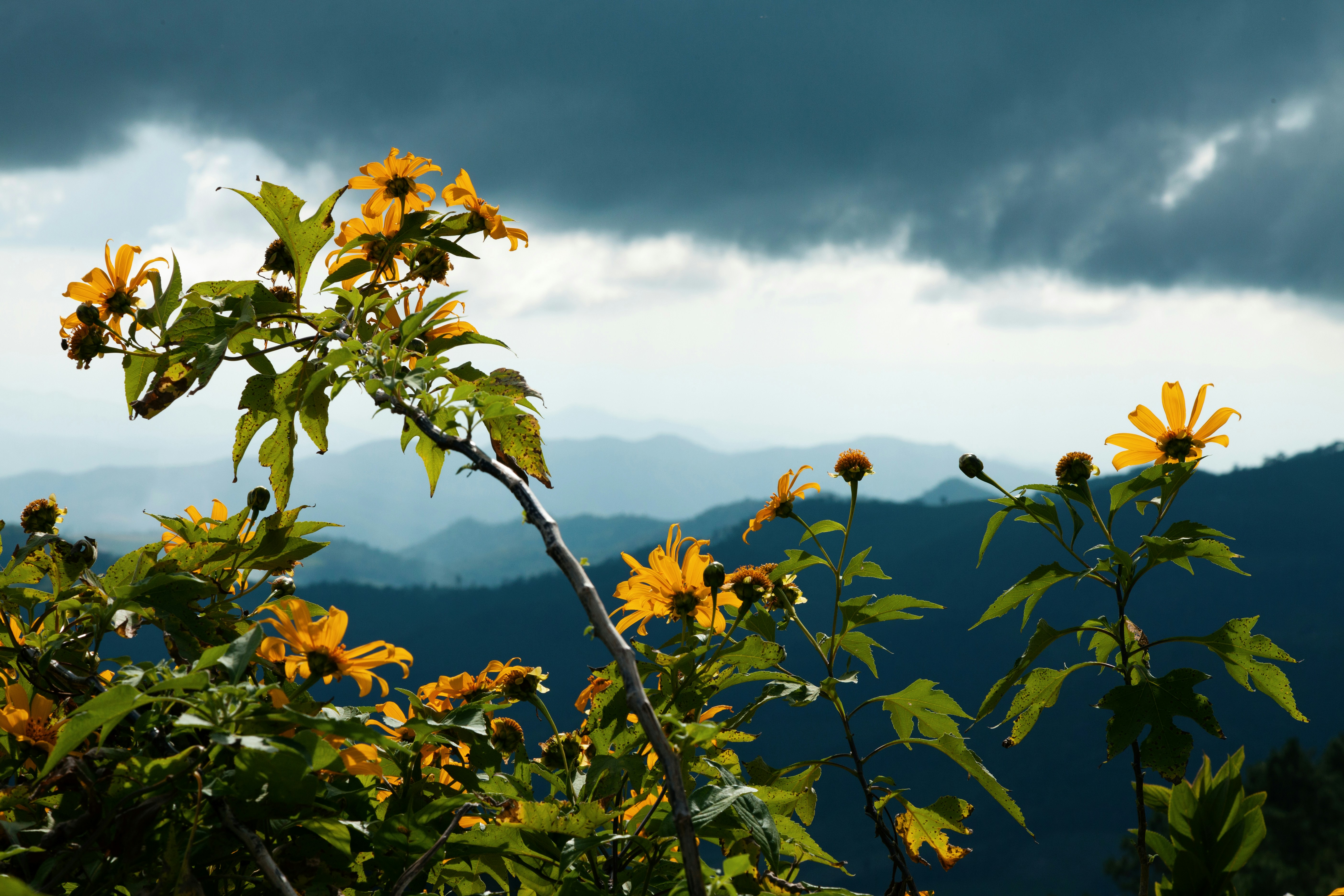 Yellow flowers bloom against misty mountain layers.