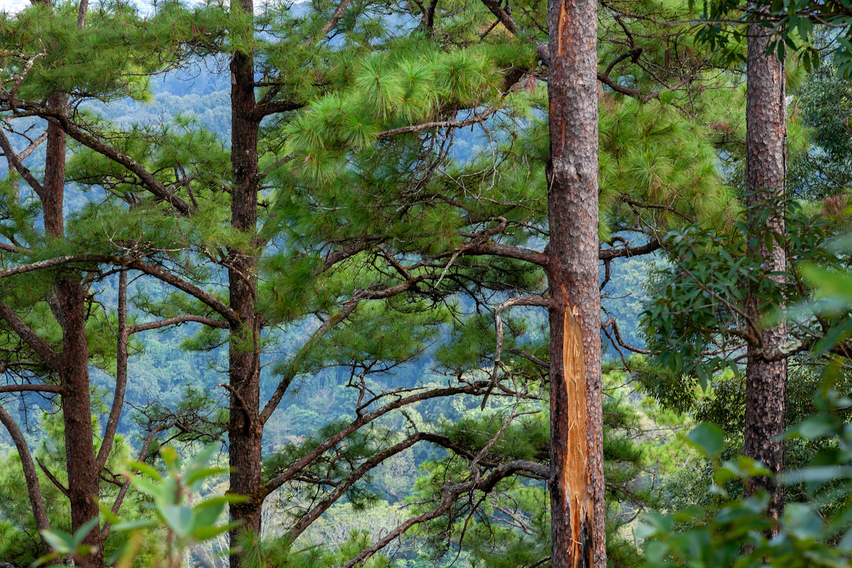 Chir Pine Pinus roxburghii Himalaya Resin Turpentine India — PlantCare