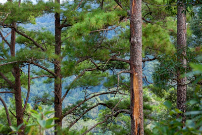 Chir Pine / Himalayan Long-leaf Pine