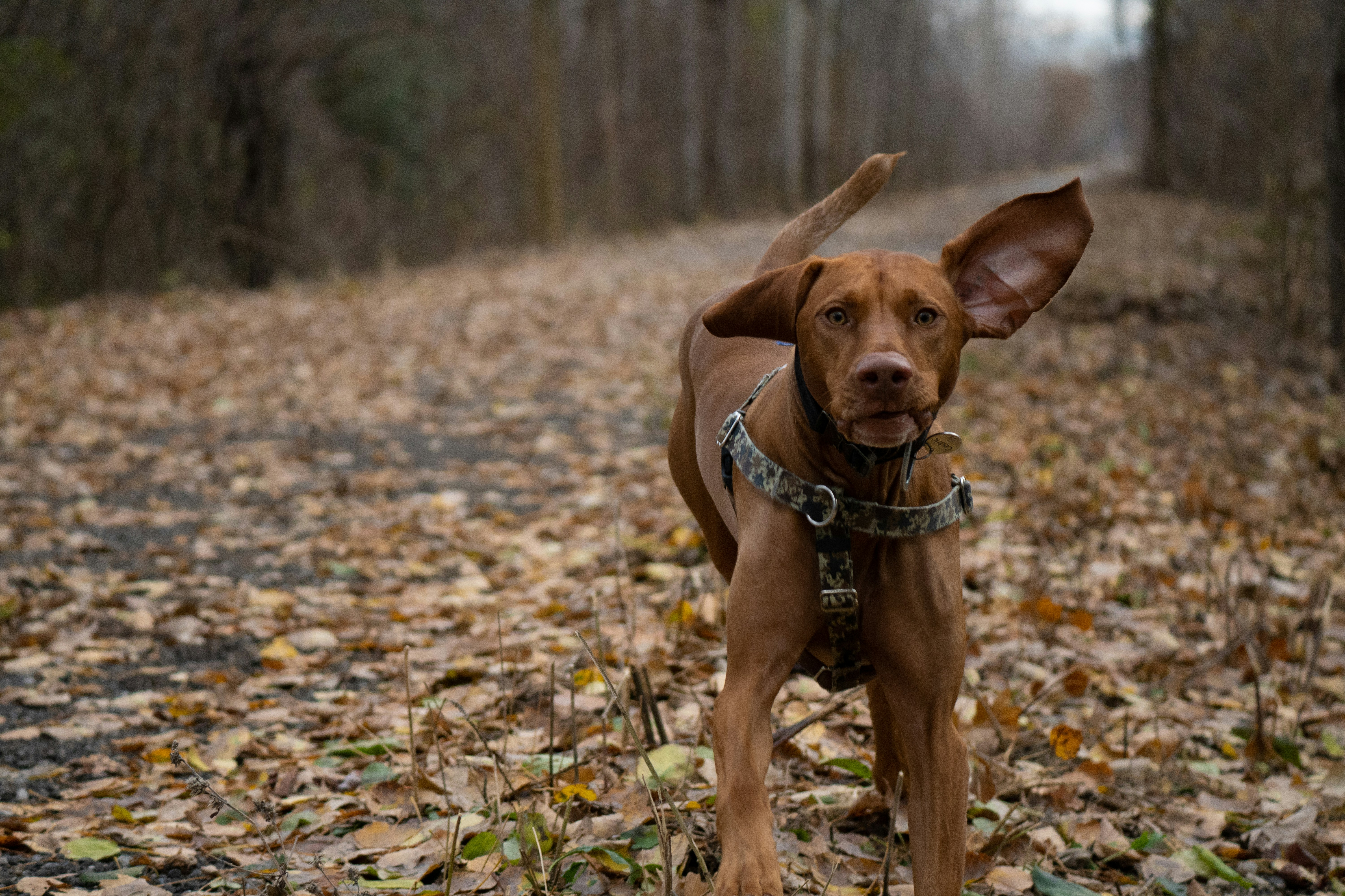 A brown dog running on a leaf-covered path.