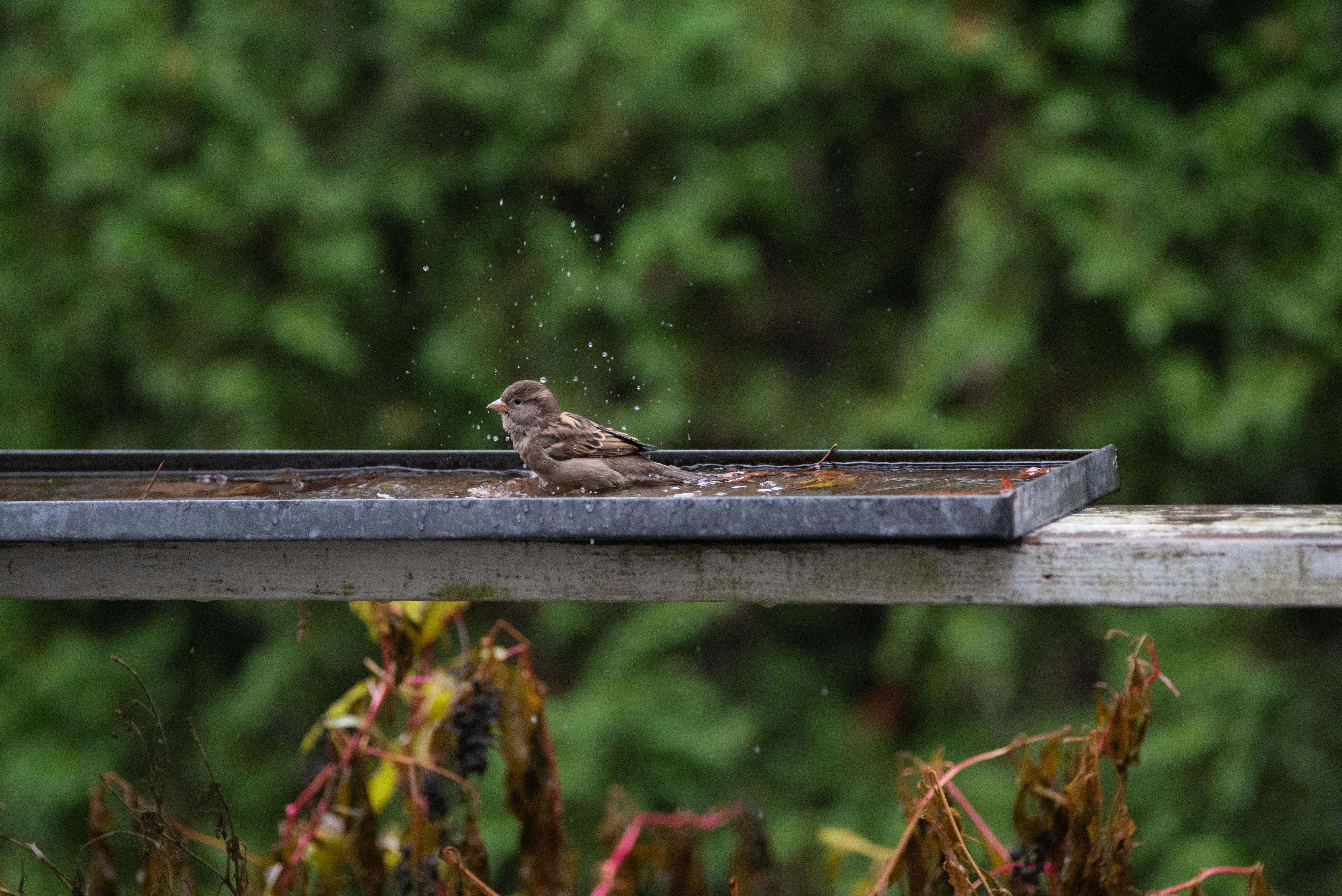 8 Backyard Bird Watching Tips That Clear Up Rainy Birding Myths