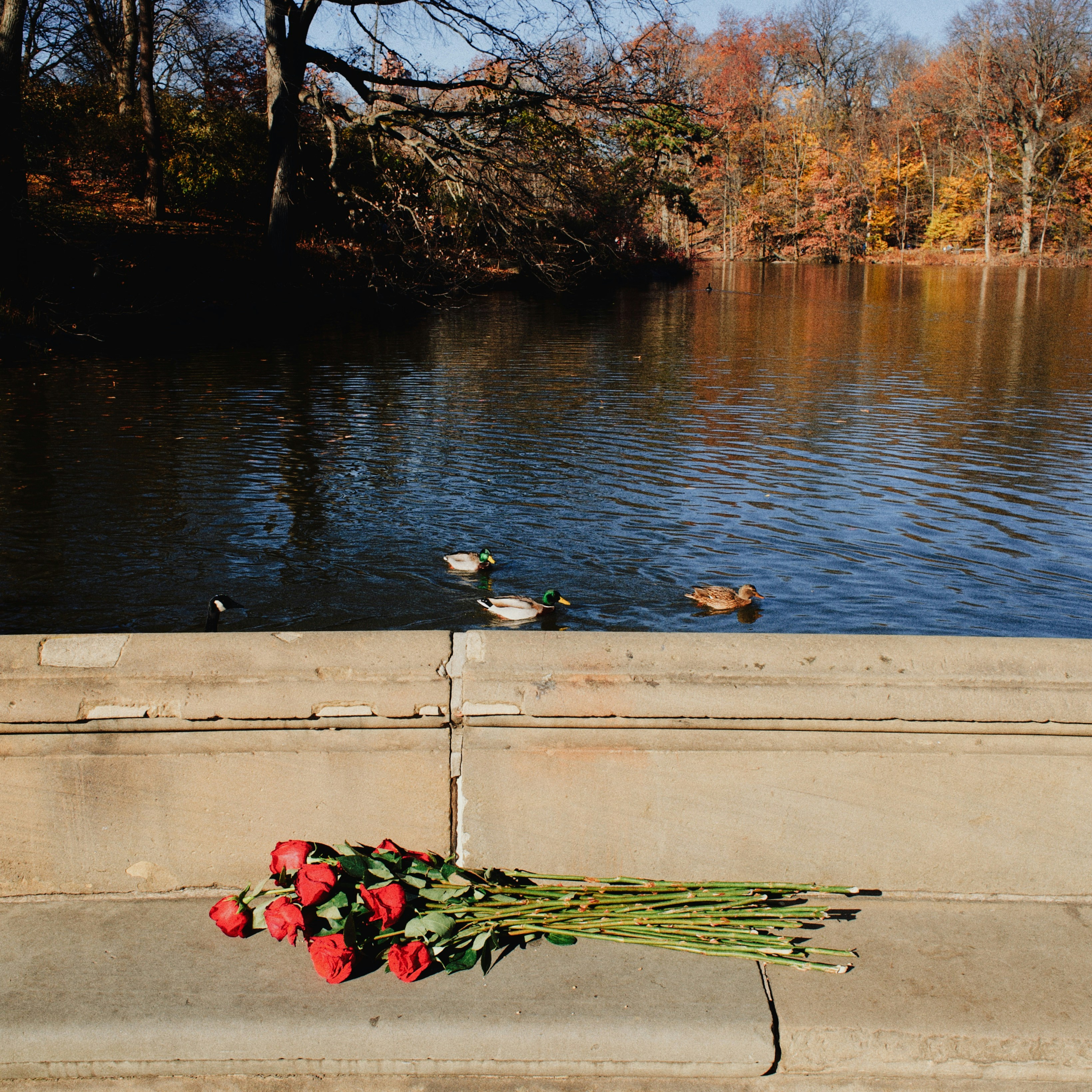 Red roses lie on stone ledge near ducks in water.