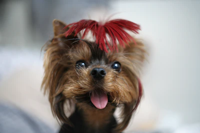 A cute yorkshire terrier with a red bow.