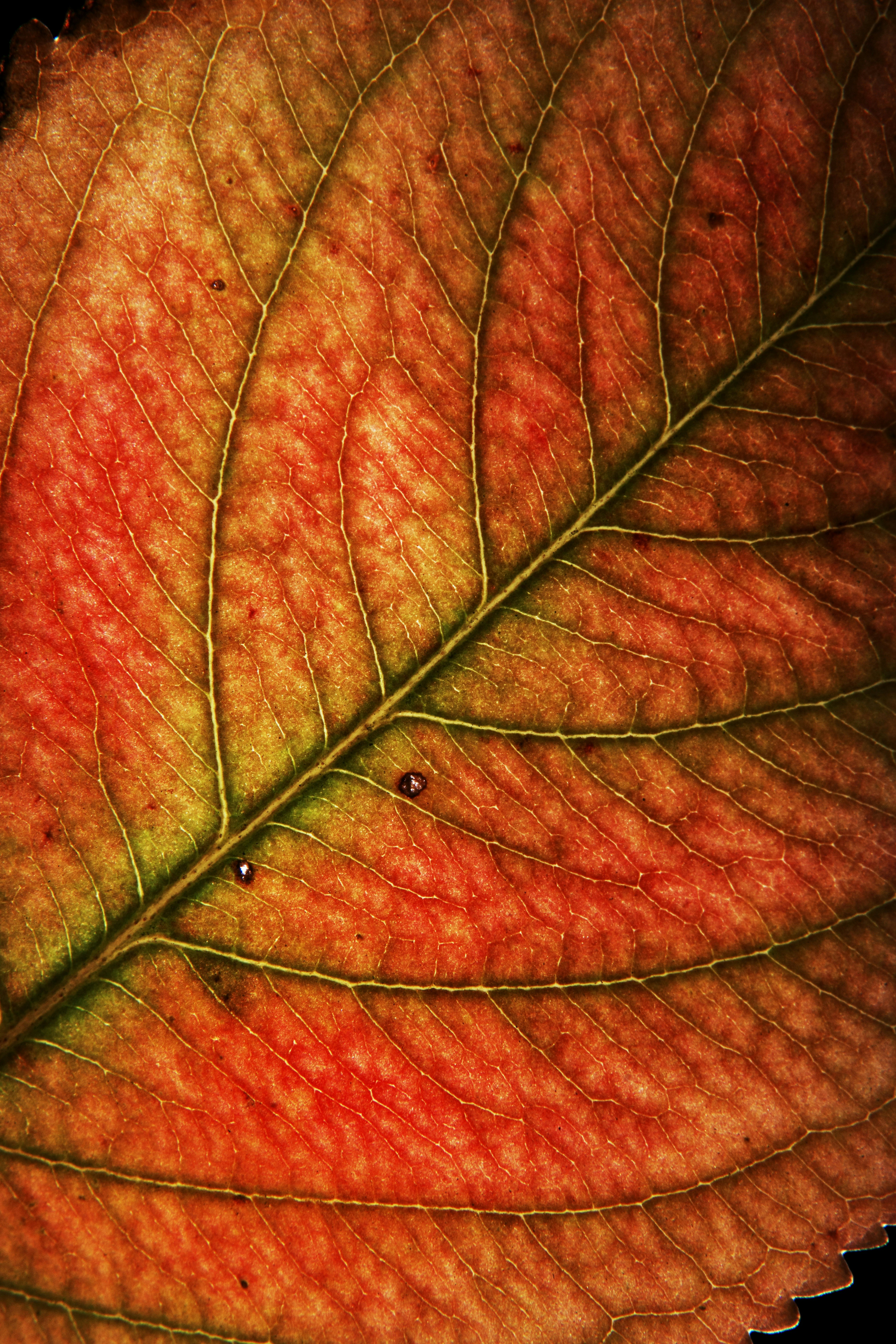 Photo by lvovandrewph