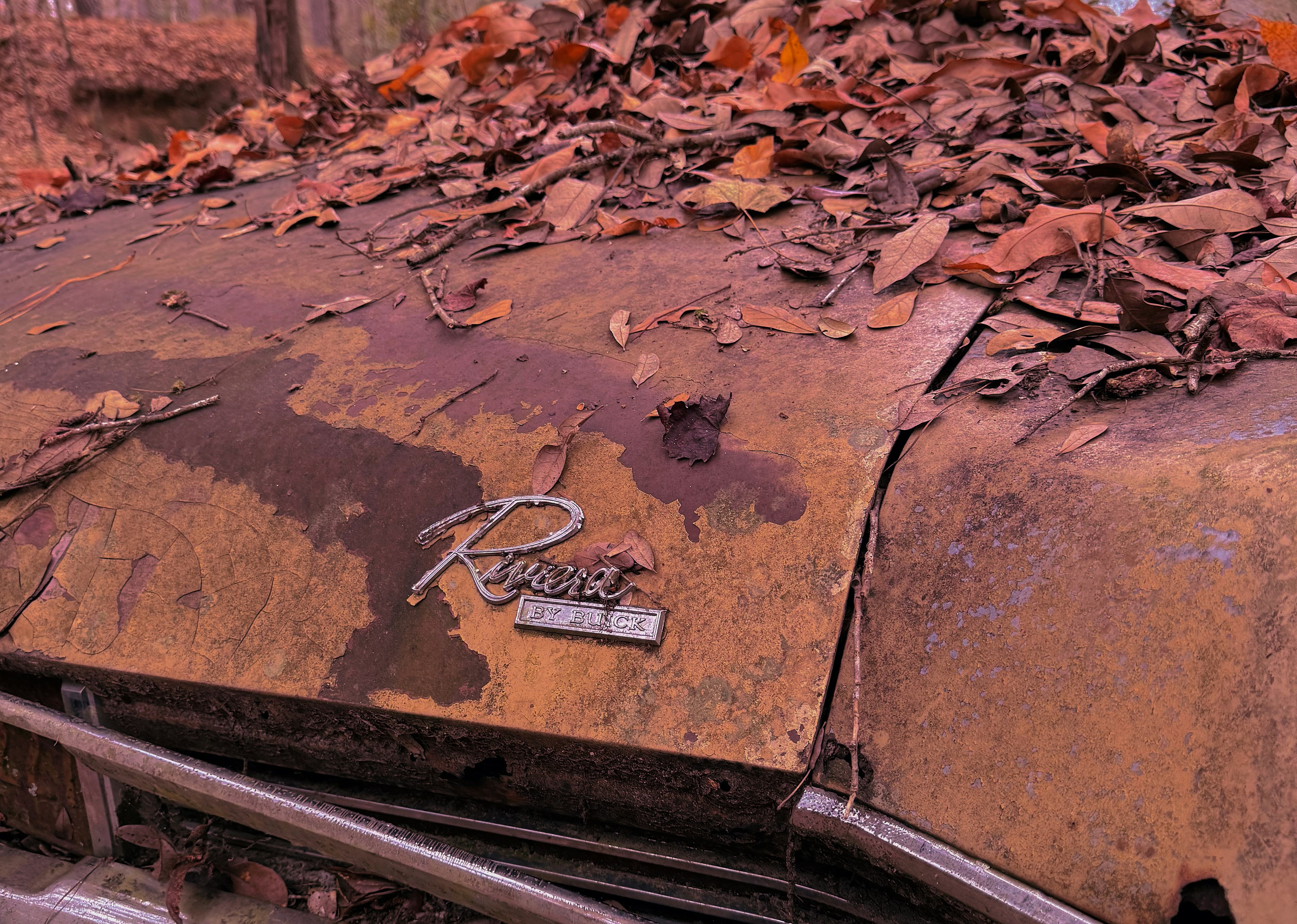Old rusty car hood covered in fallen autumn leaves