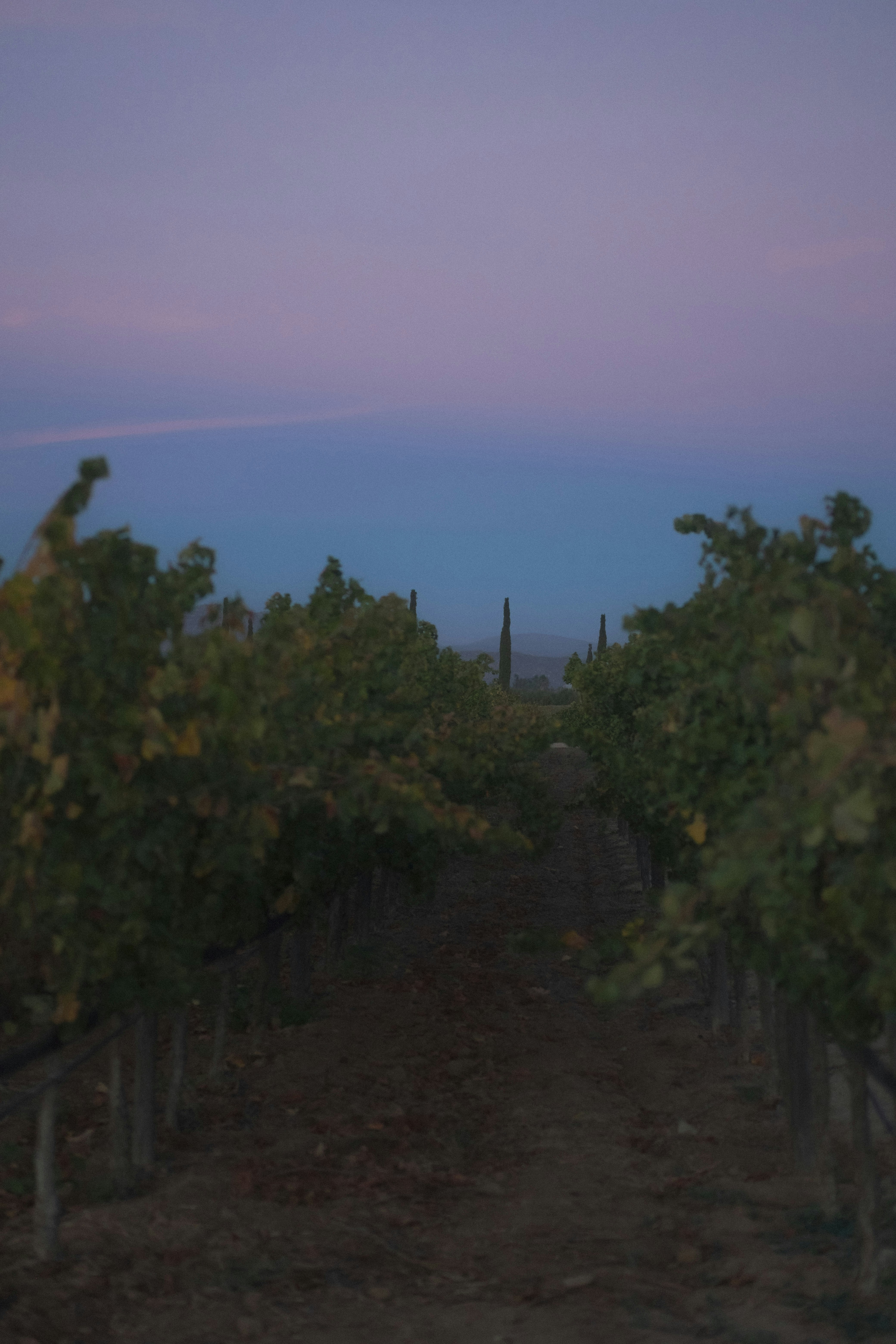 Des rangées de vignes au crépuscule avec un ciel pastel.