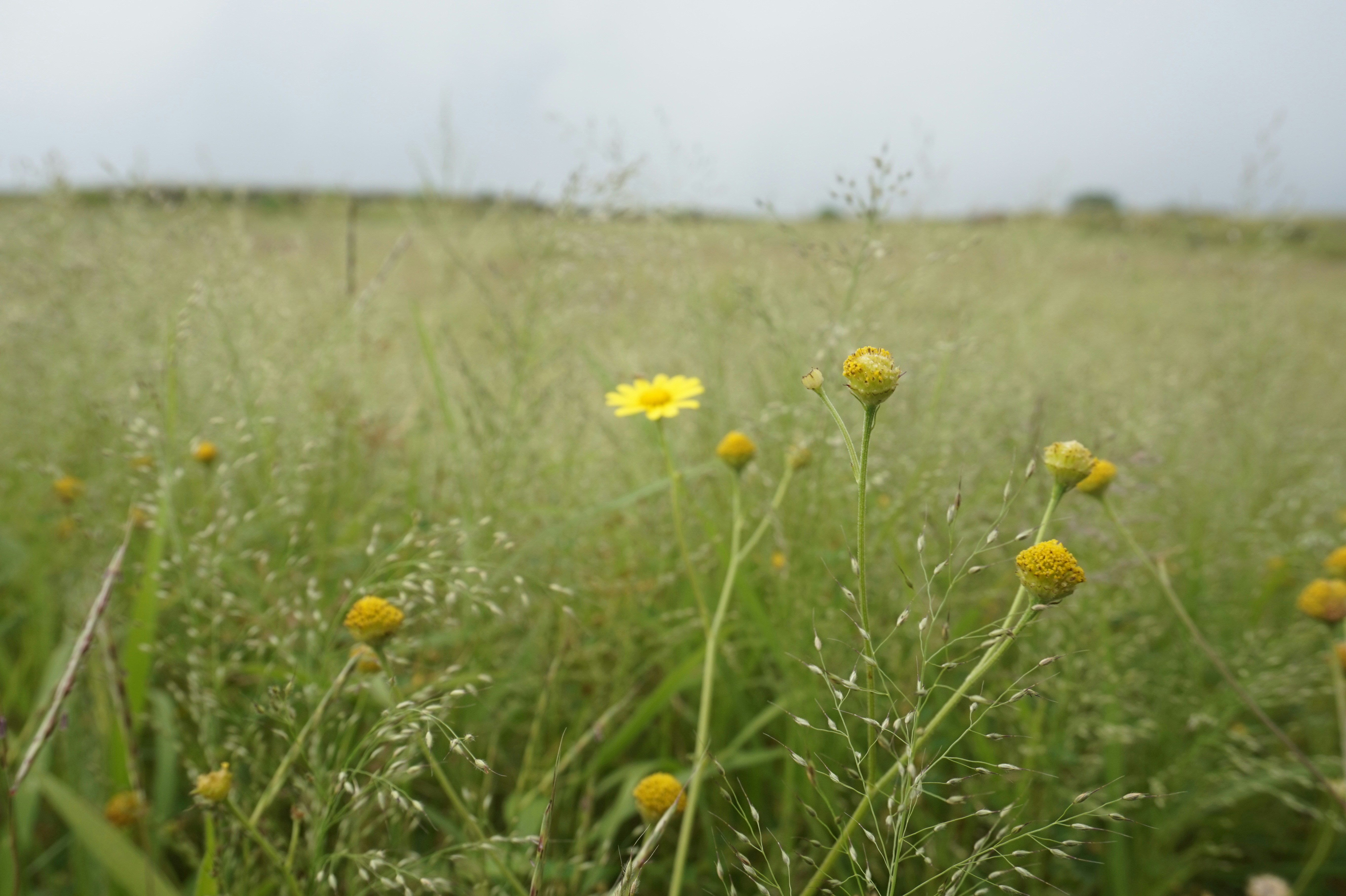 Photo by ramesh_banra