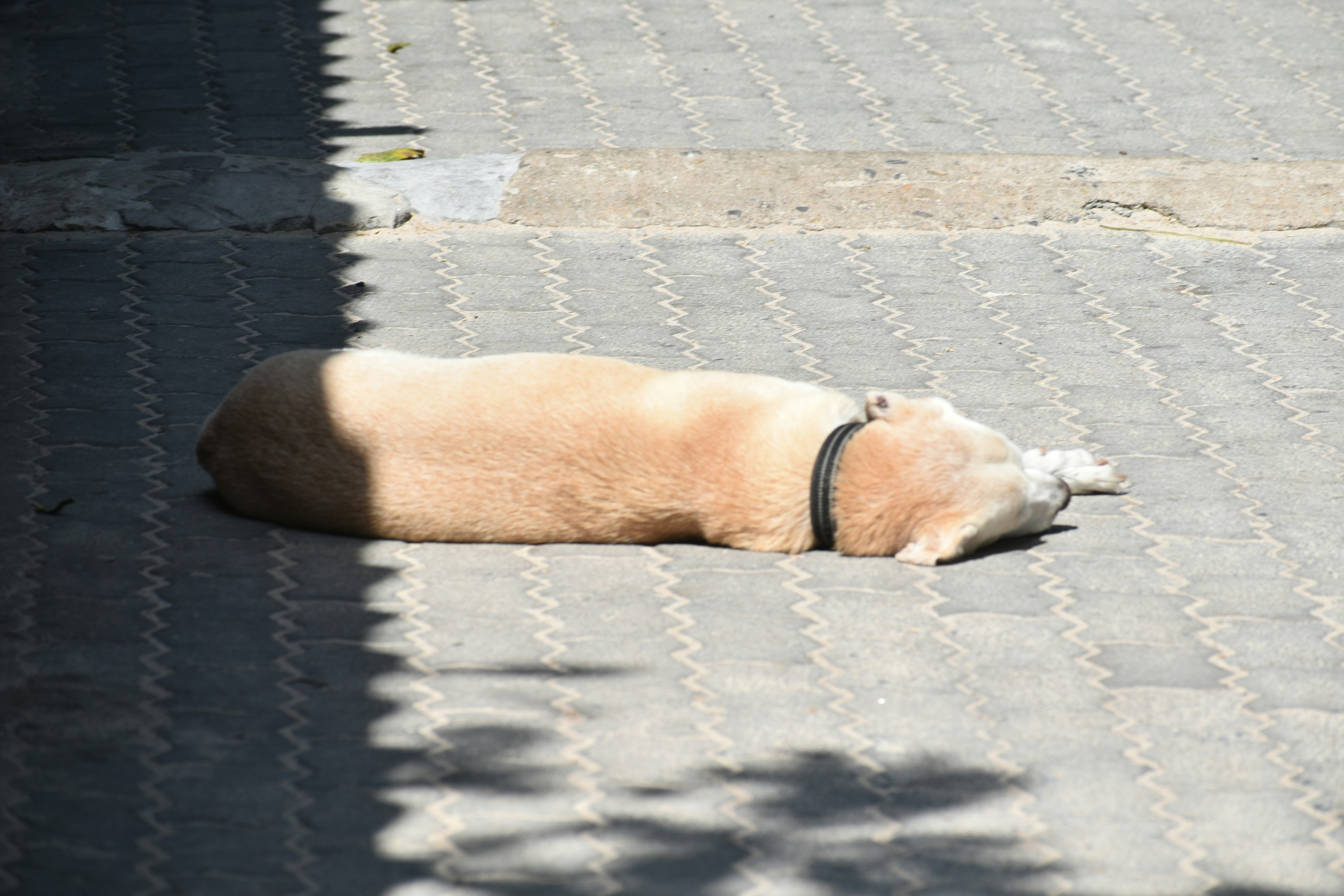 Un perro de color claro duerme sobre una superficie pavimentada.