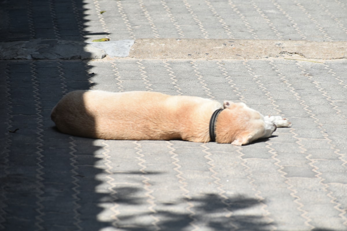 Dog resting on pavement surface on warm day