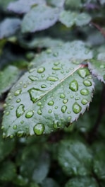 Close-up of green leaves with water droplets.