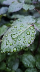 Close-up of green leaves with water droplets.
