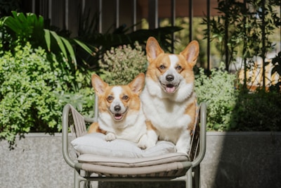 Two corgis sitting on a chair outdoors.