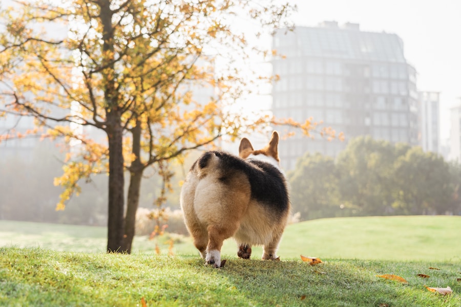 Best Dog Food for Weight Loss: Help Your Overweight Dog Slim Down