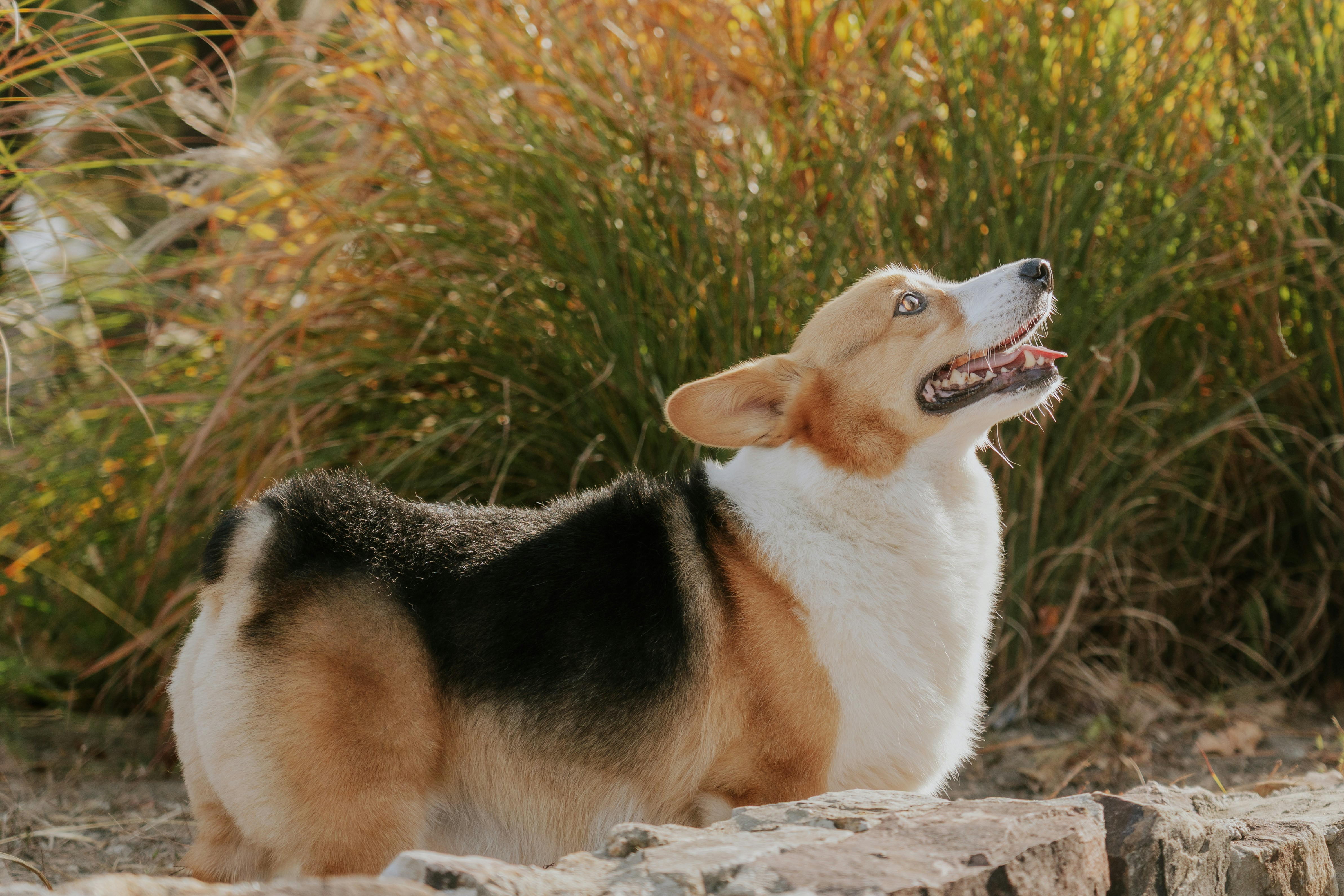 A corgi dog sits outdoors near tall grass.